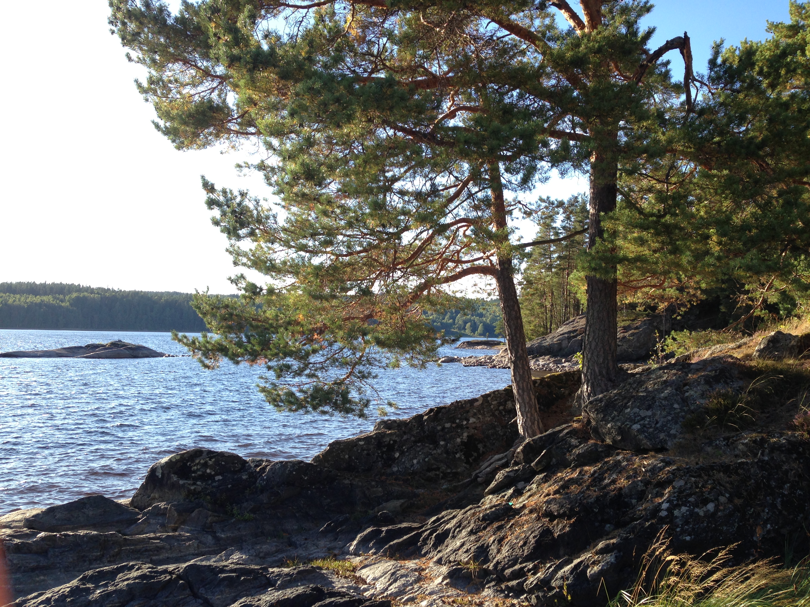 Ivägs FVO