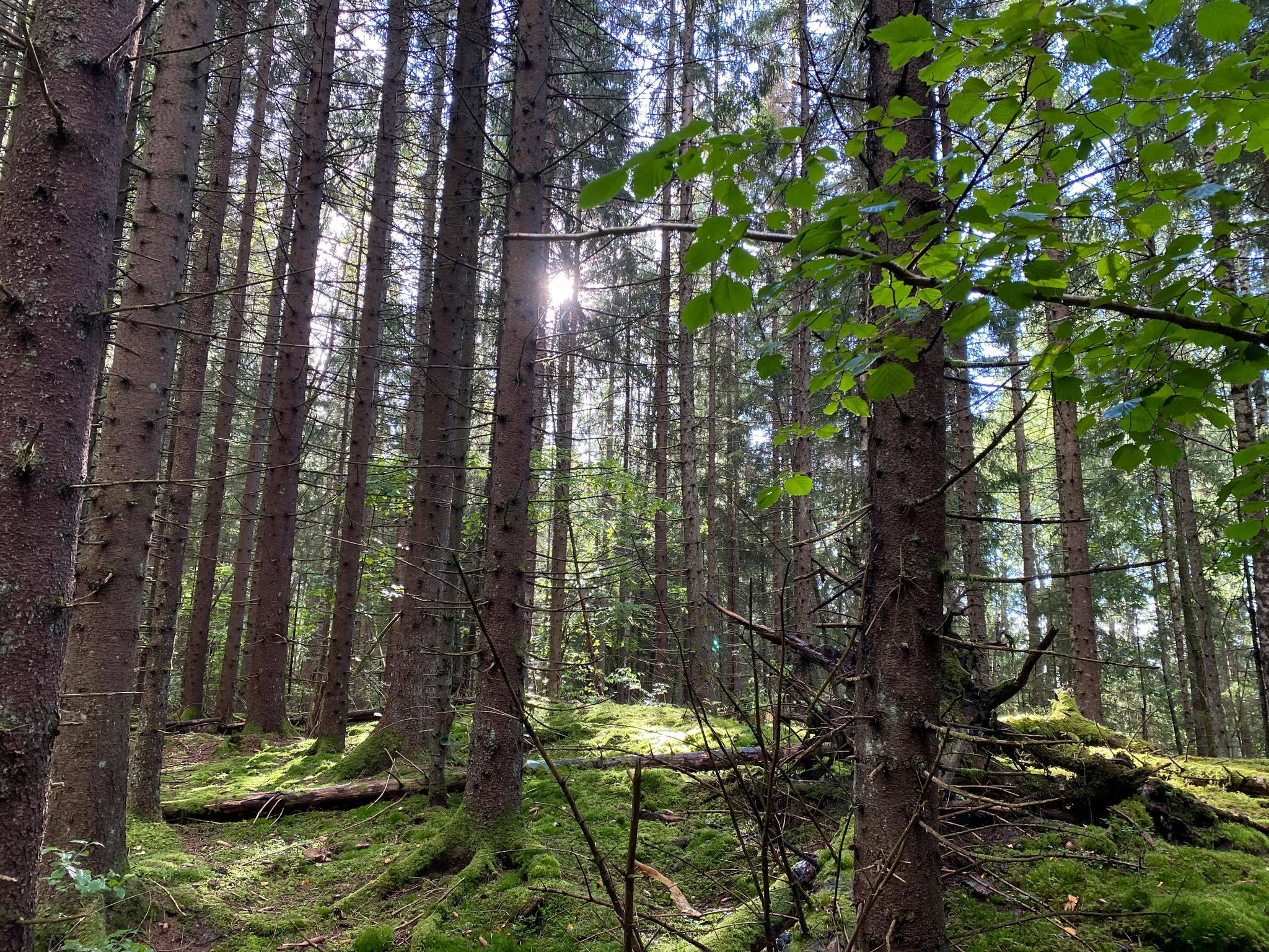 Naturreservat Åsnebo