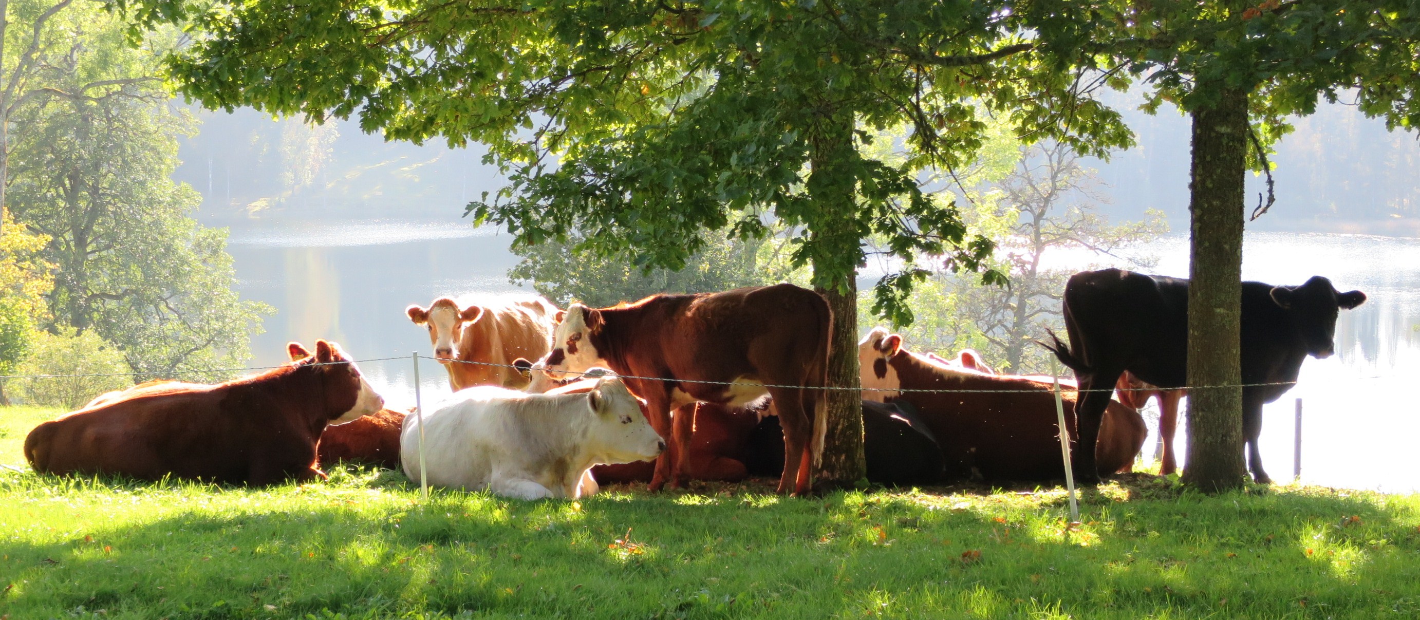 Kor i Skärbo naturreservat