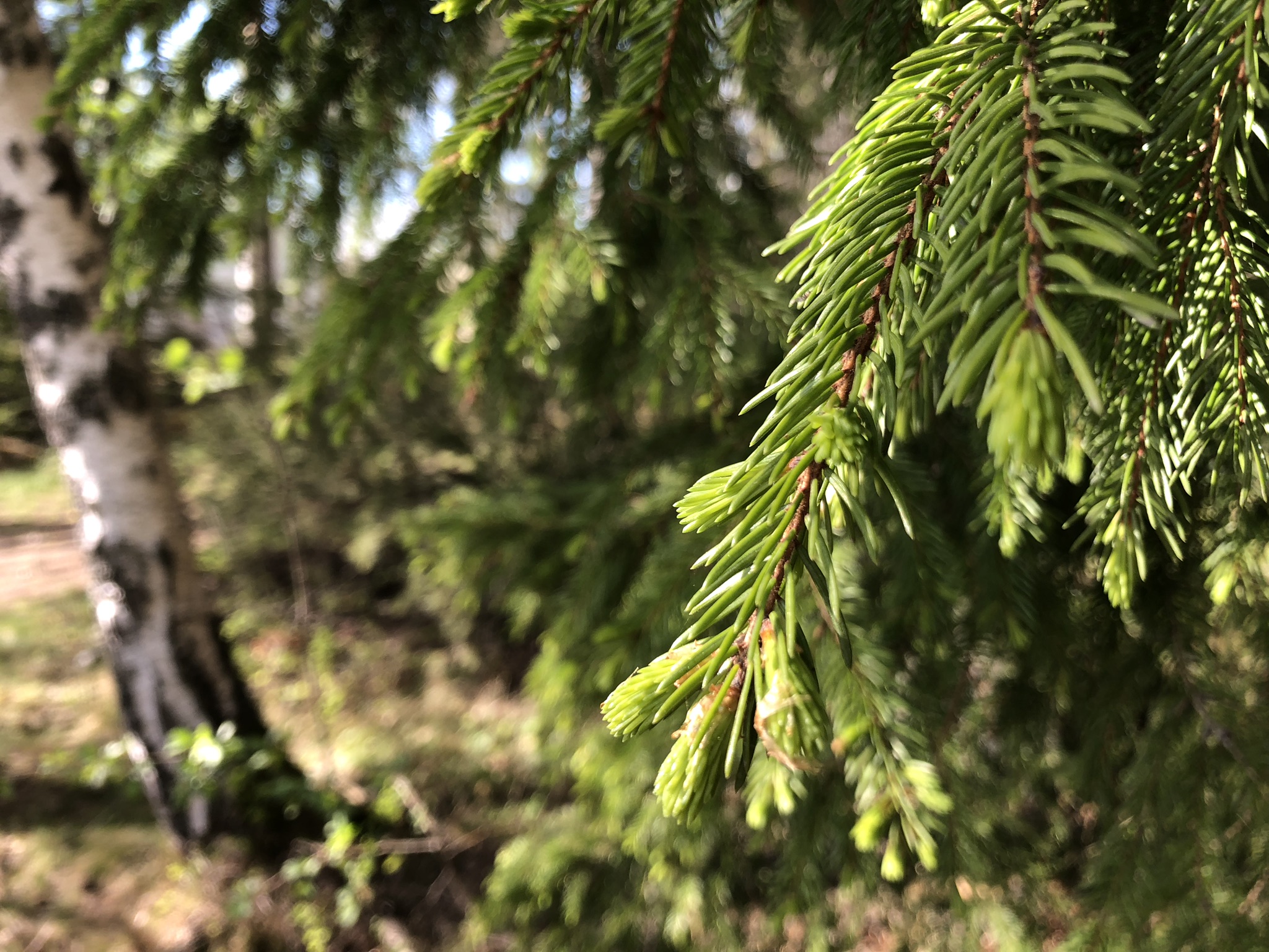 gran i skogen under vår