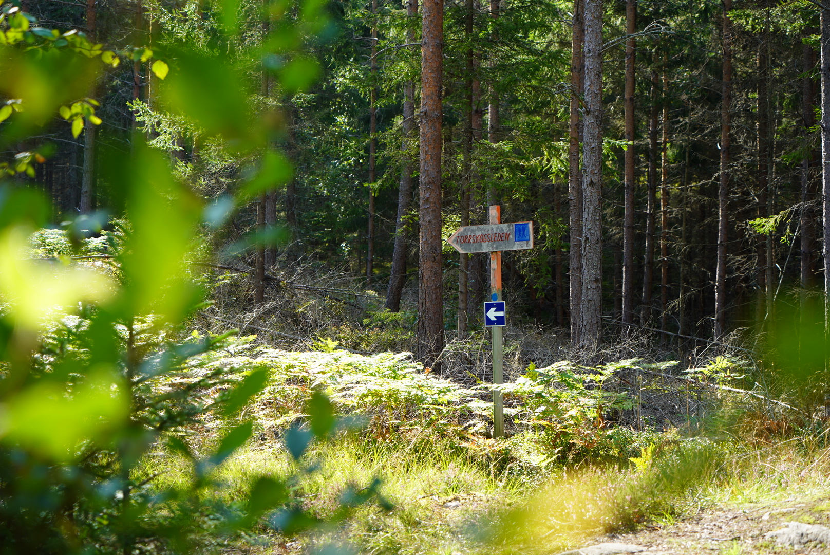 Torrskog Vanding skog