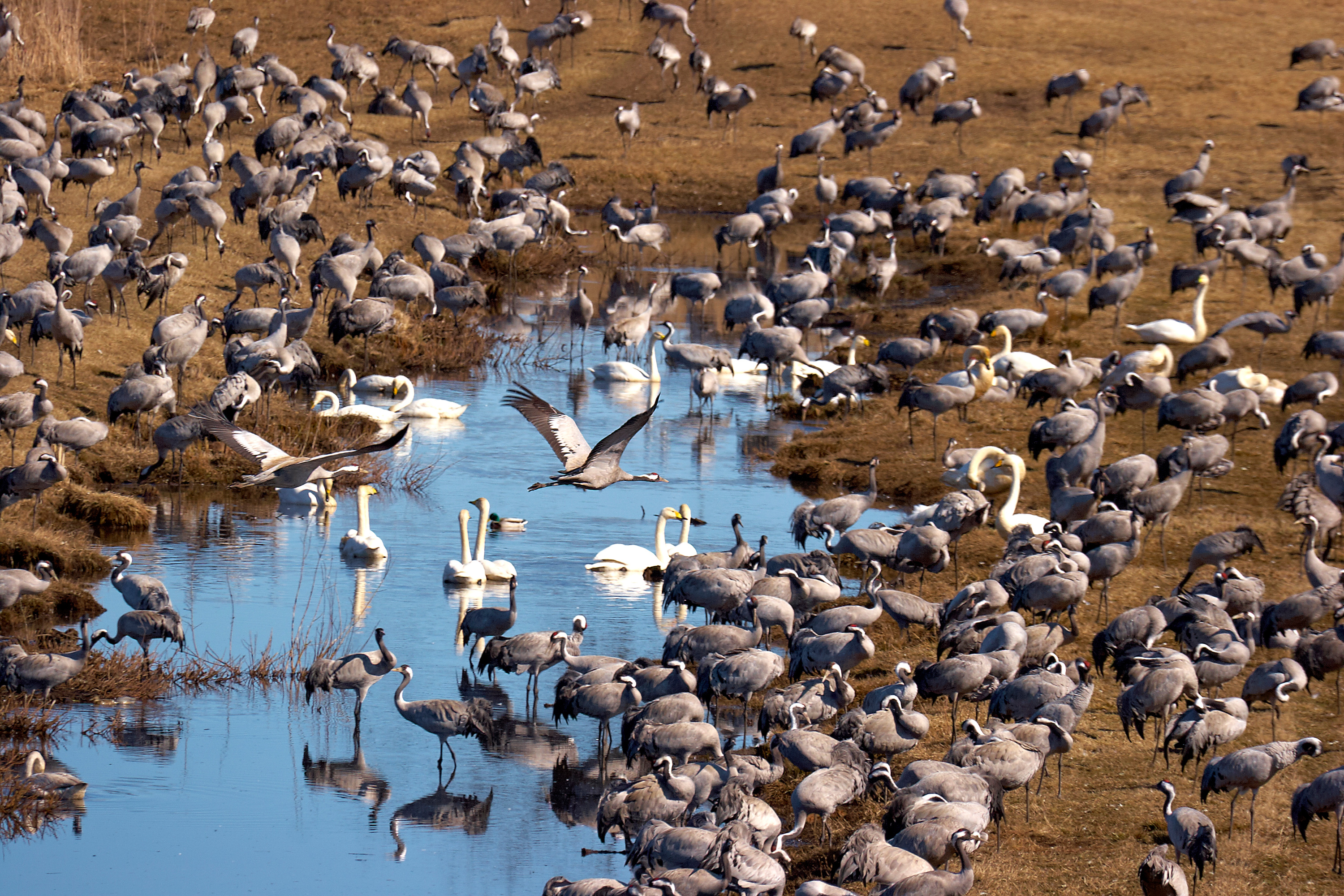 Tranor flyger vid Hornborgasjön.
