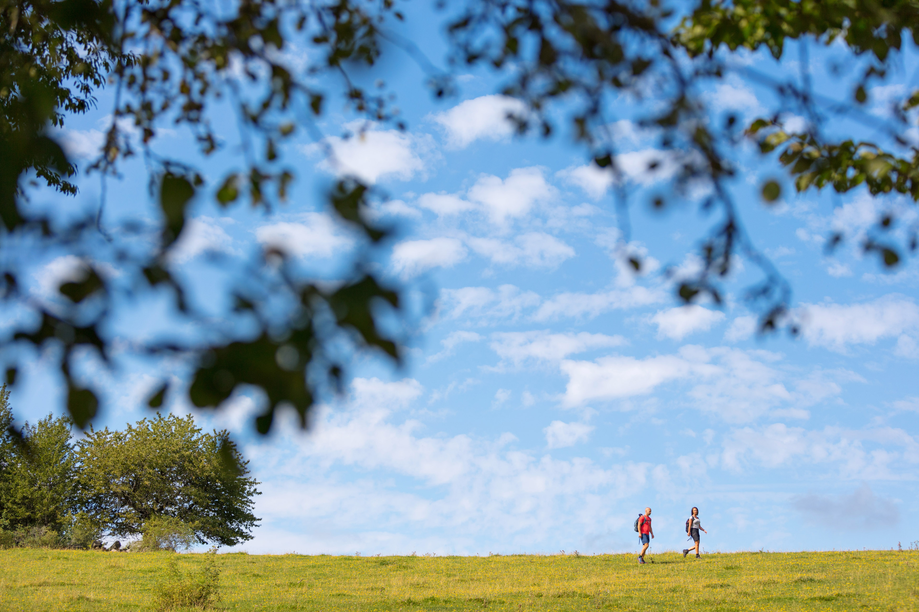 Två vandrare över en gulblommande äng, bakom är en blå himmel med små molntussar. 