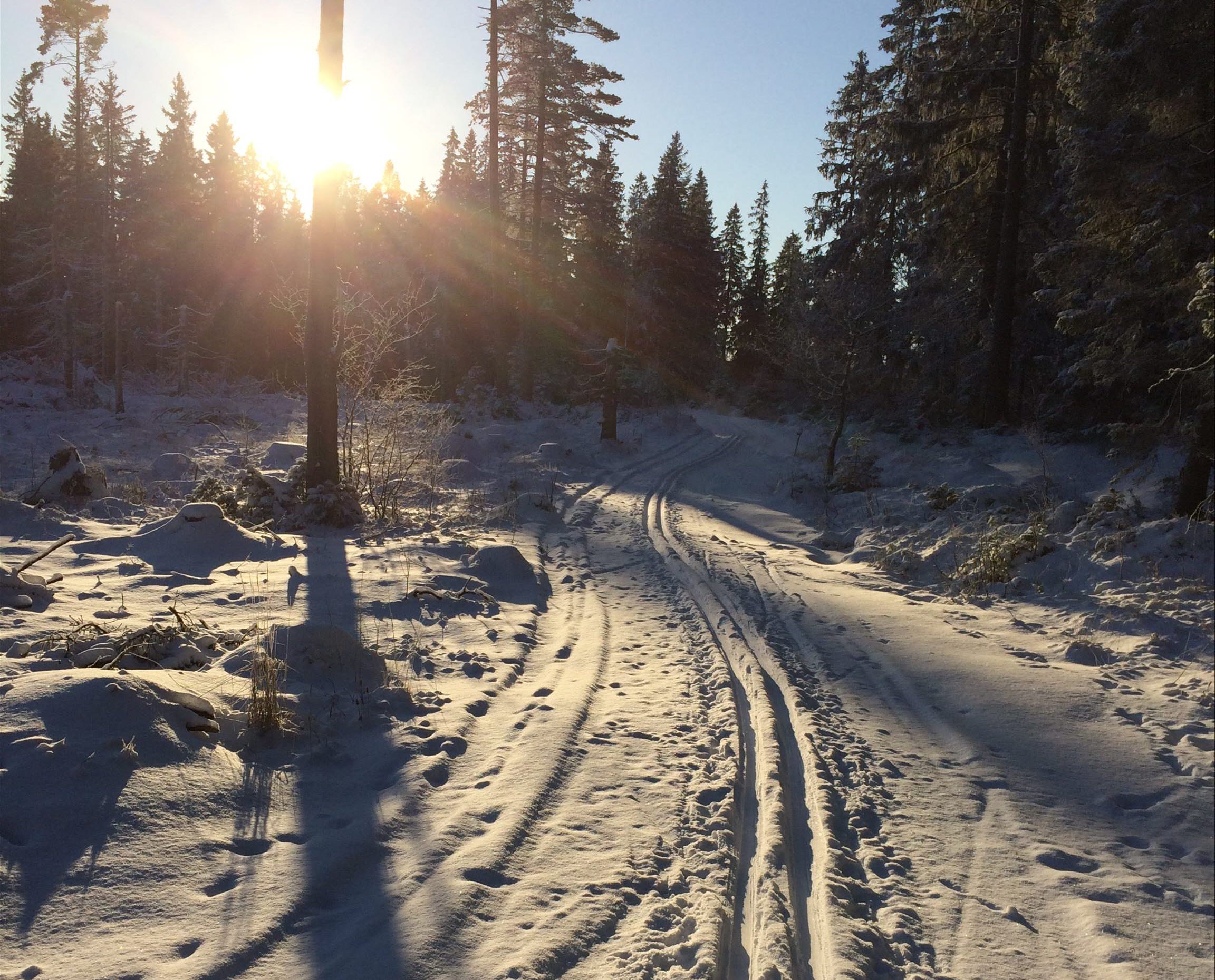 Längdskidspåret Gröna milen en solig krispig vinterdag på Billingen