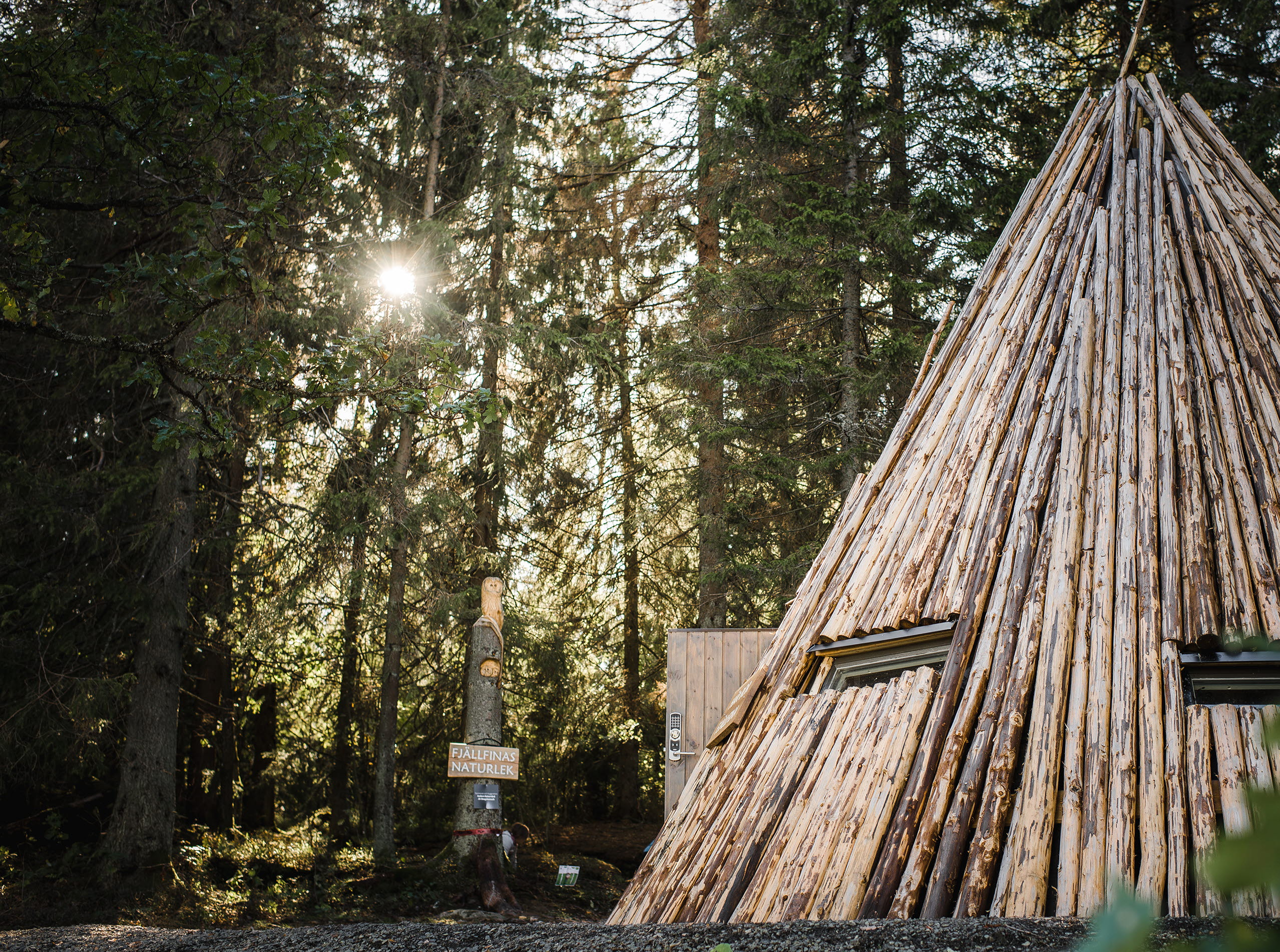 En stor träkåta i fint solljus som sipprar in mellan trädgrnarna. 