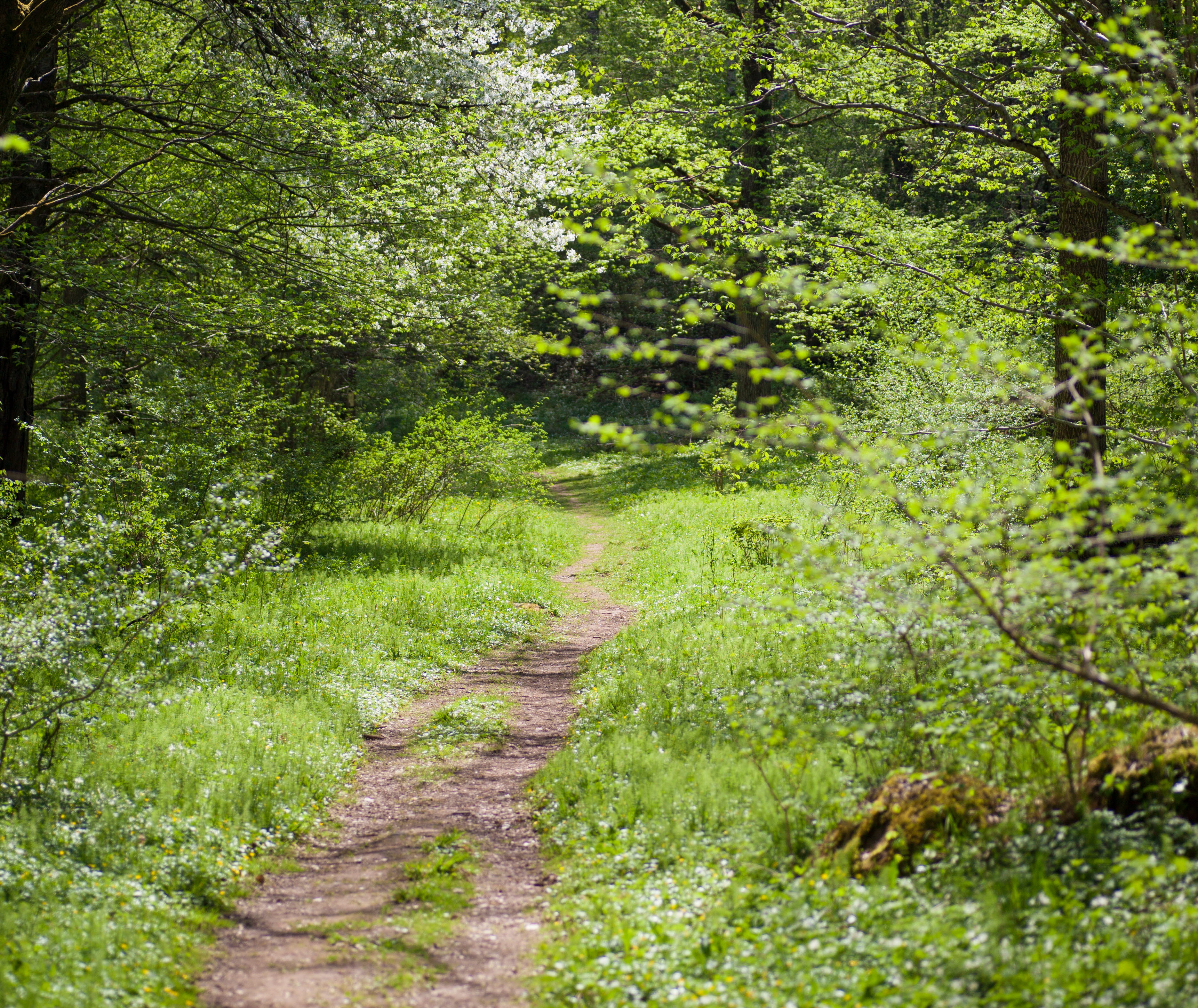 En stig som leder in bland lummiga träd en solig dag