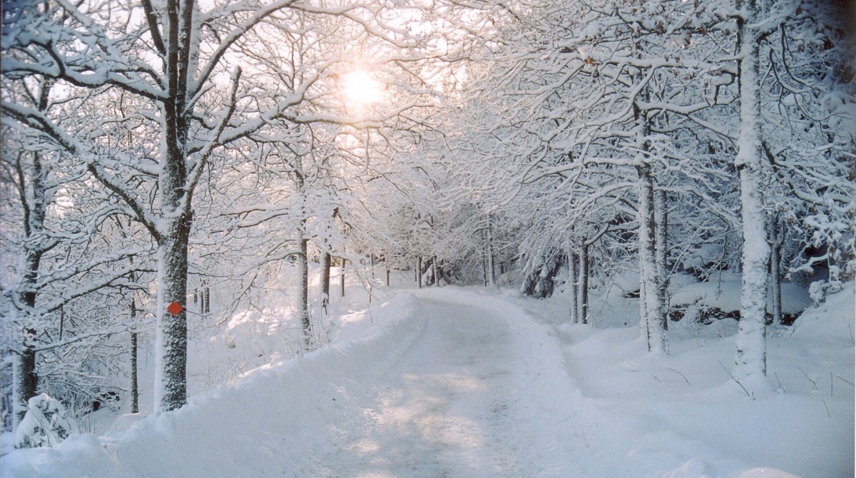 En snötäckt väg omgiven av träd och snö.