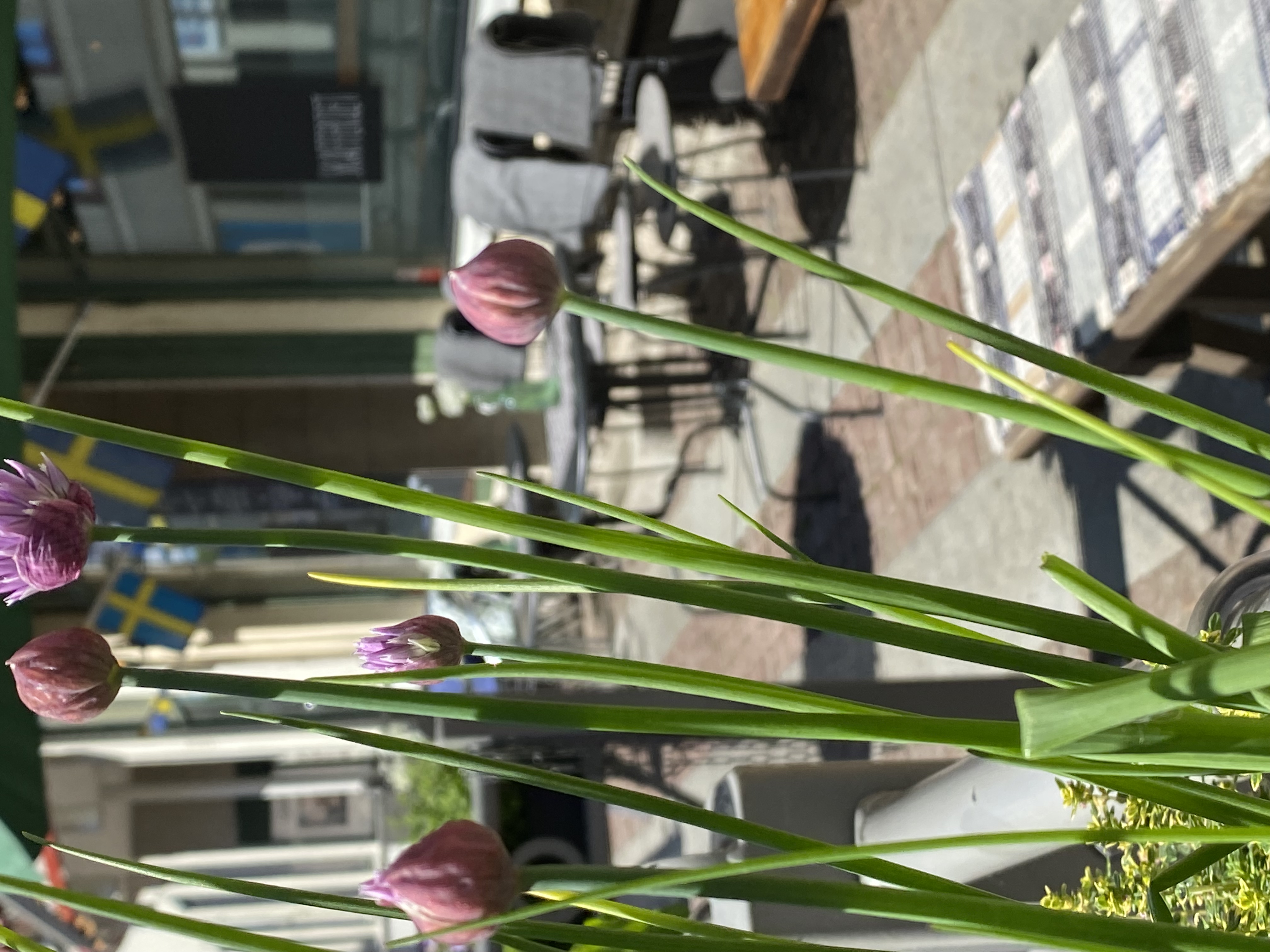 Blommor framför entré och uteservering, Skafferiet Lidköping