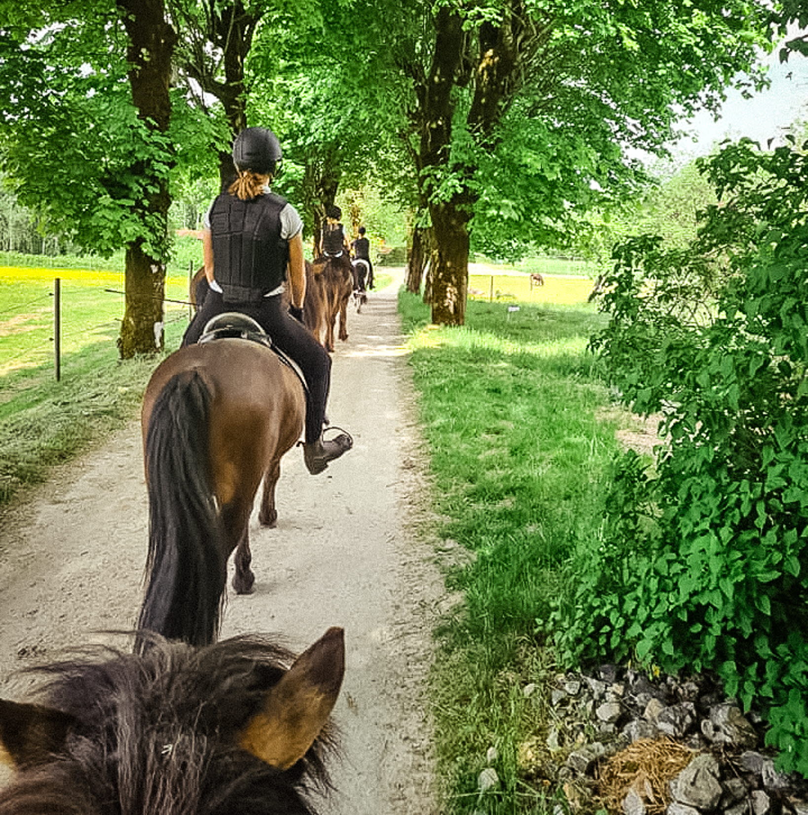 Bollebygd från hästryggen