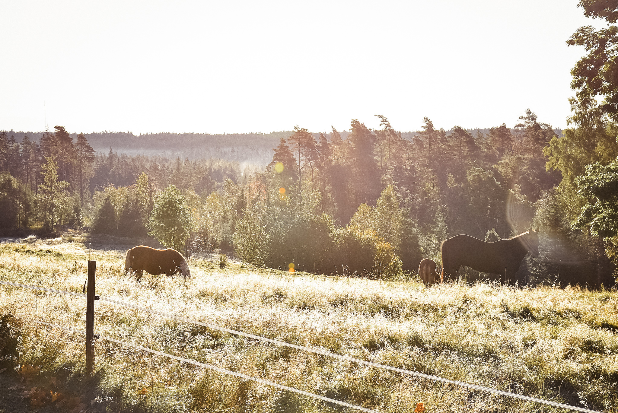 Lindedalen, betande hästar i soluppgång