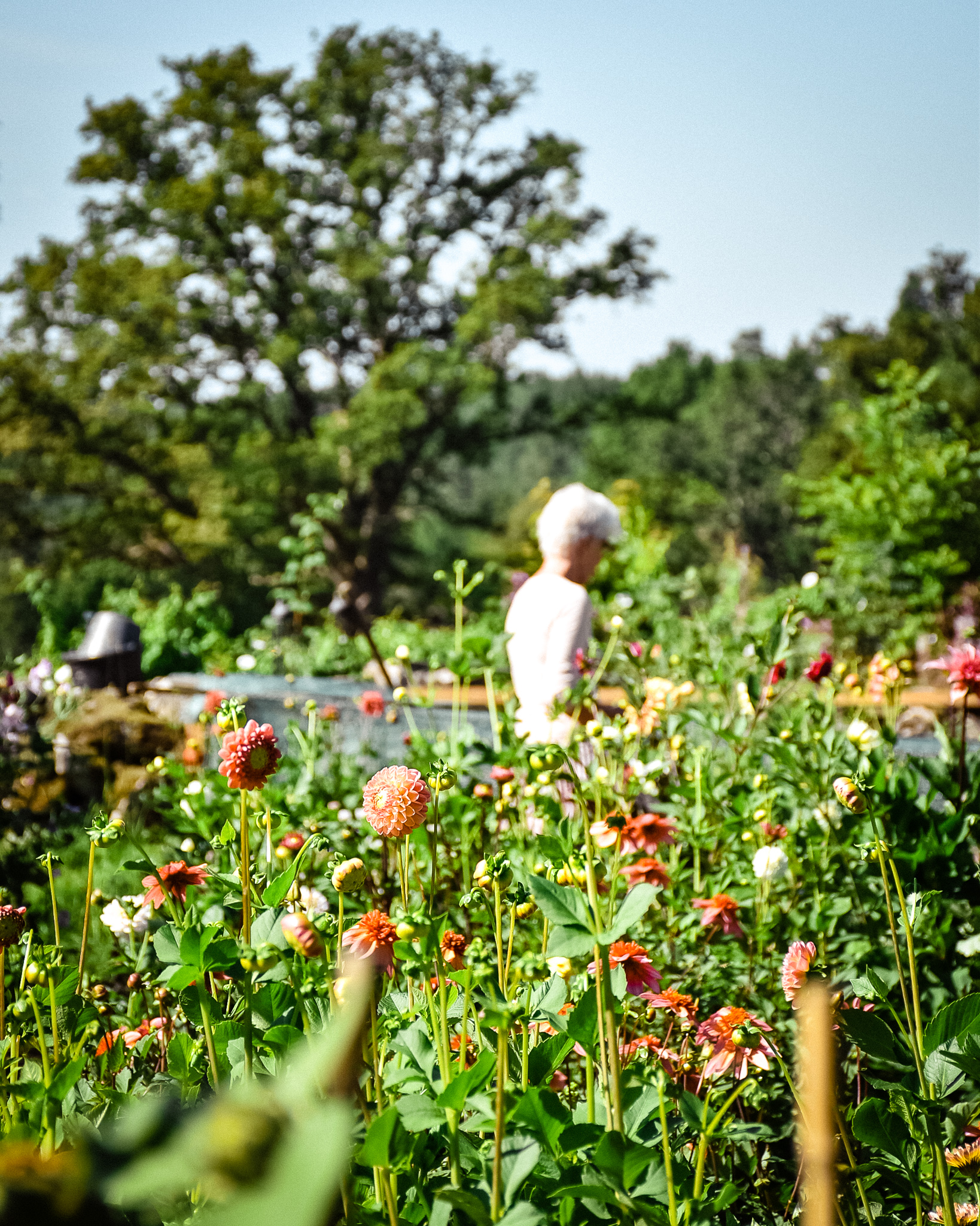 Lindedalen wellness garden, Självplock