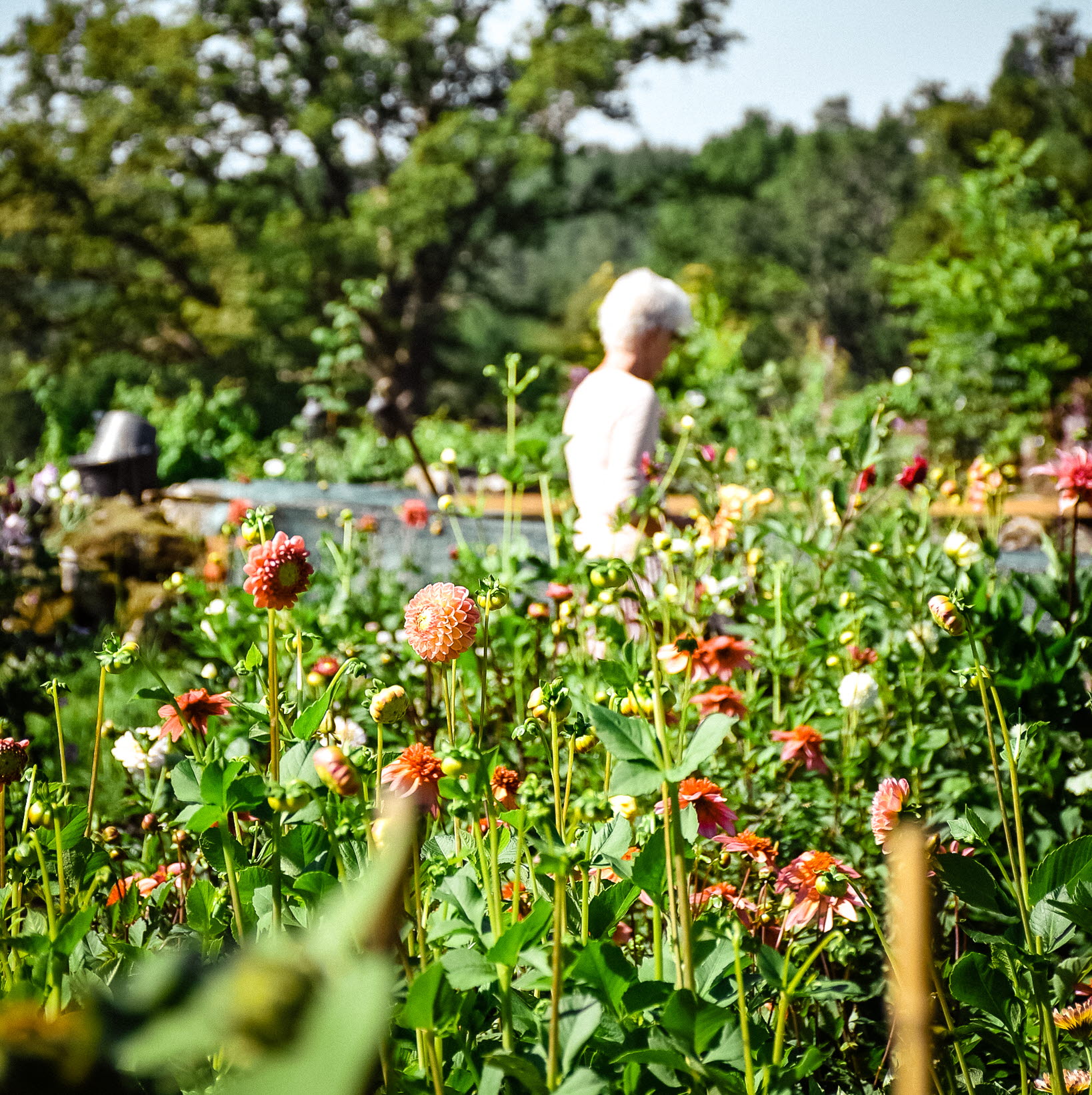 Lindedalen wellness garden, Självplock