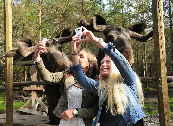 Dalslands Moose Ranch