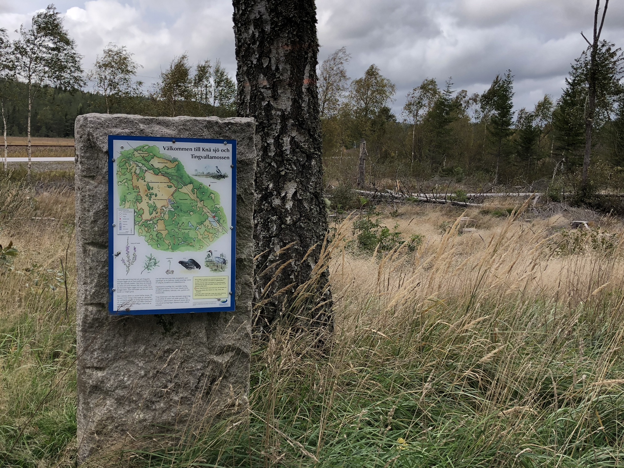 Furukullen vid Tingvallamossen, utsikt och fågelskådning