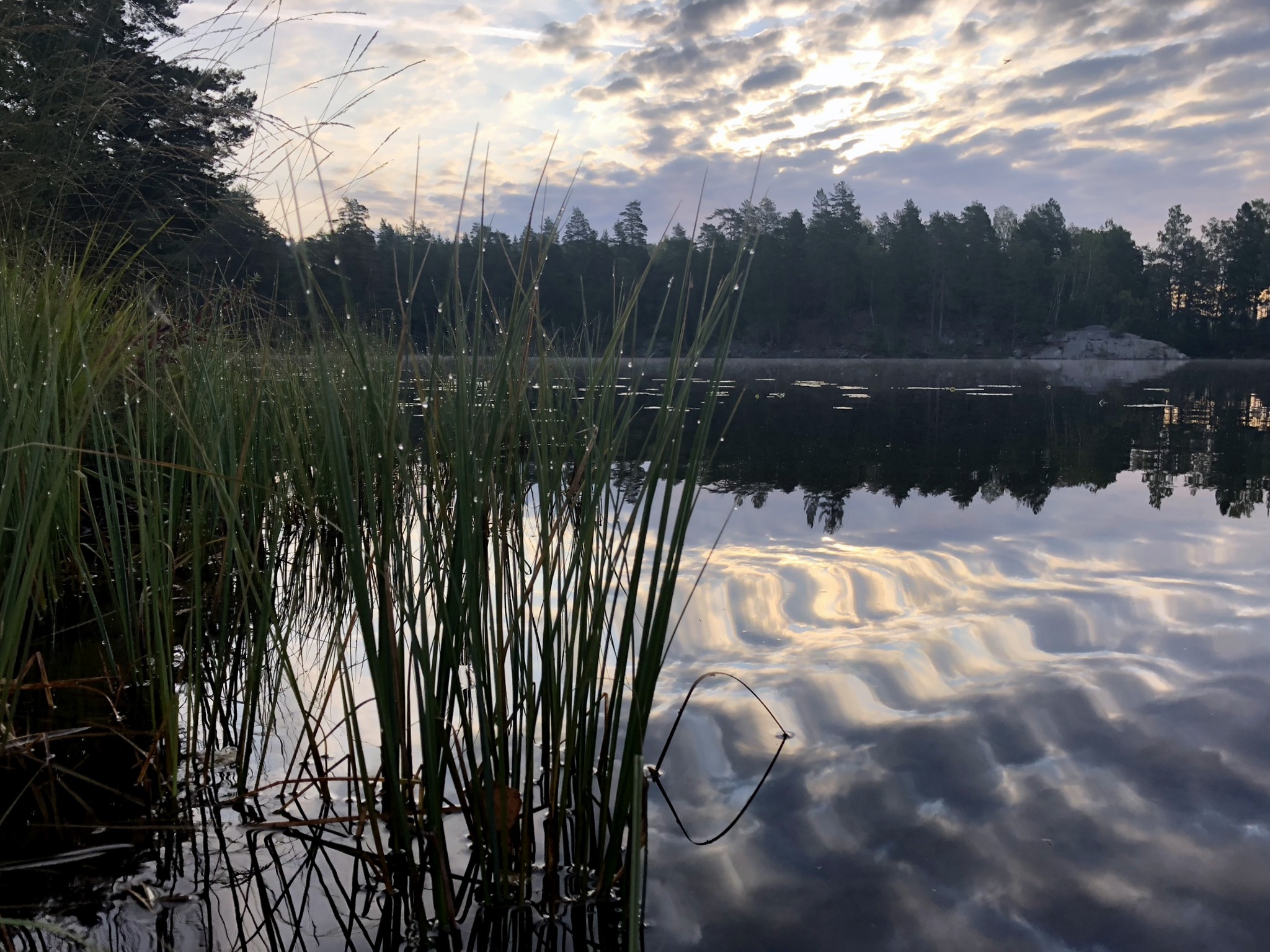 Södra Kornsjöns FVO