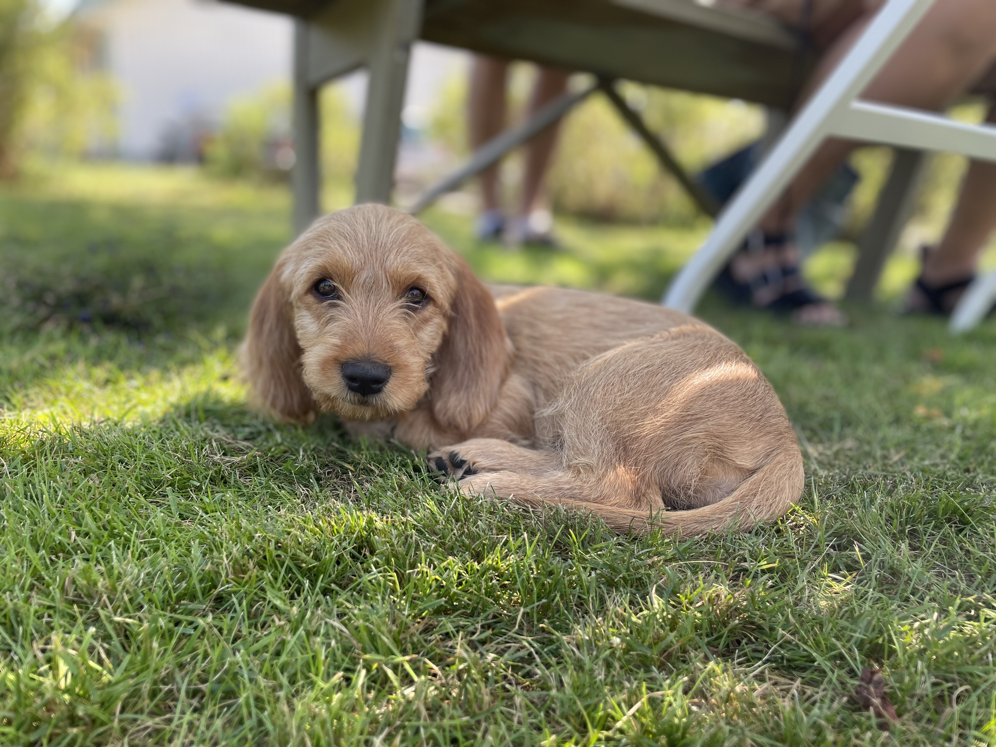 Hund på besök hos Vita huset vid Stora Le. 