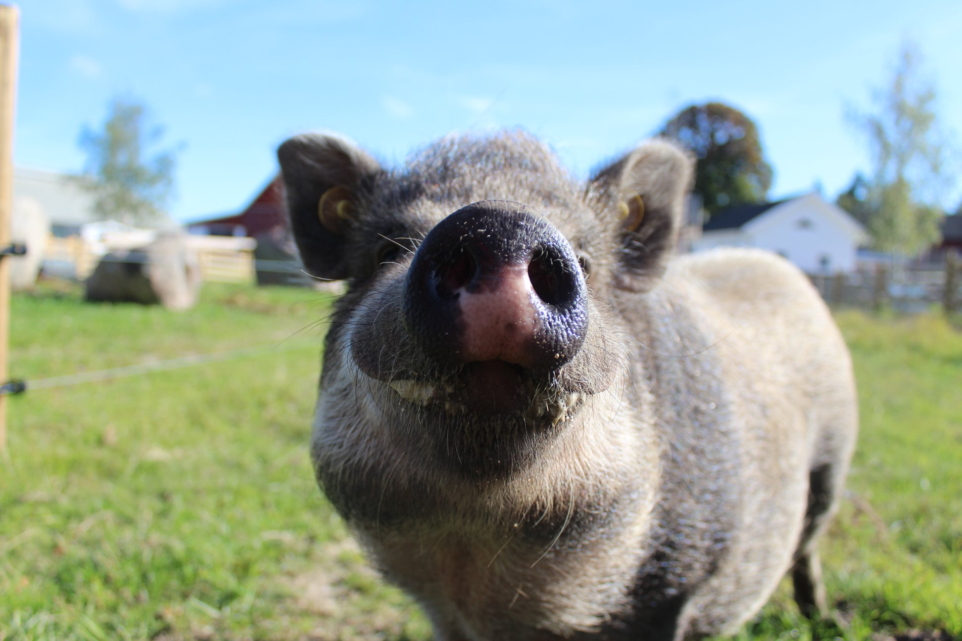 Djur från Evenstorps gård