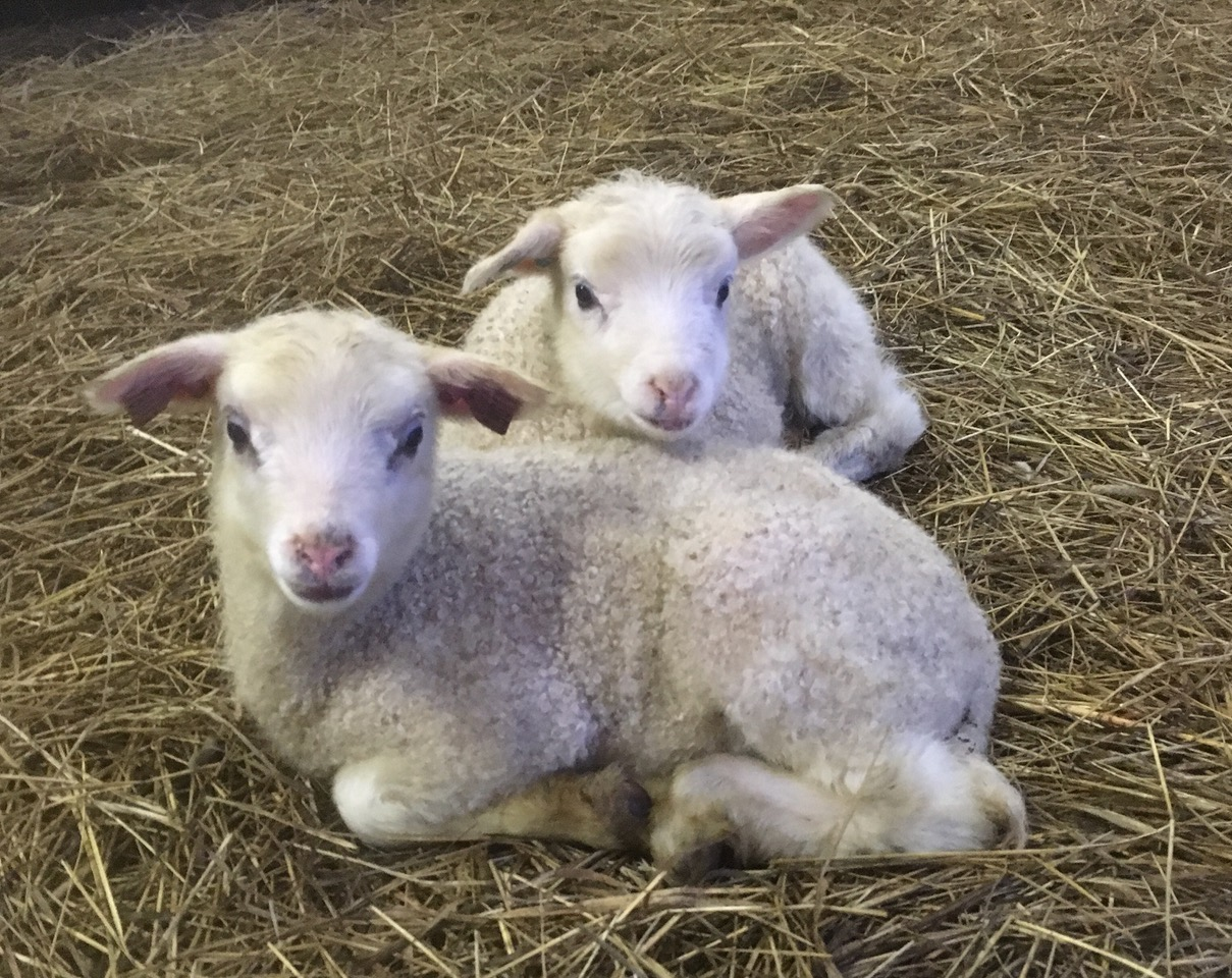 Lamm Swedish Country Living