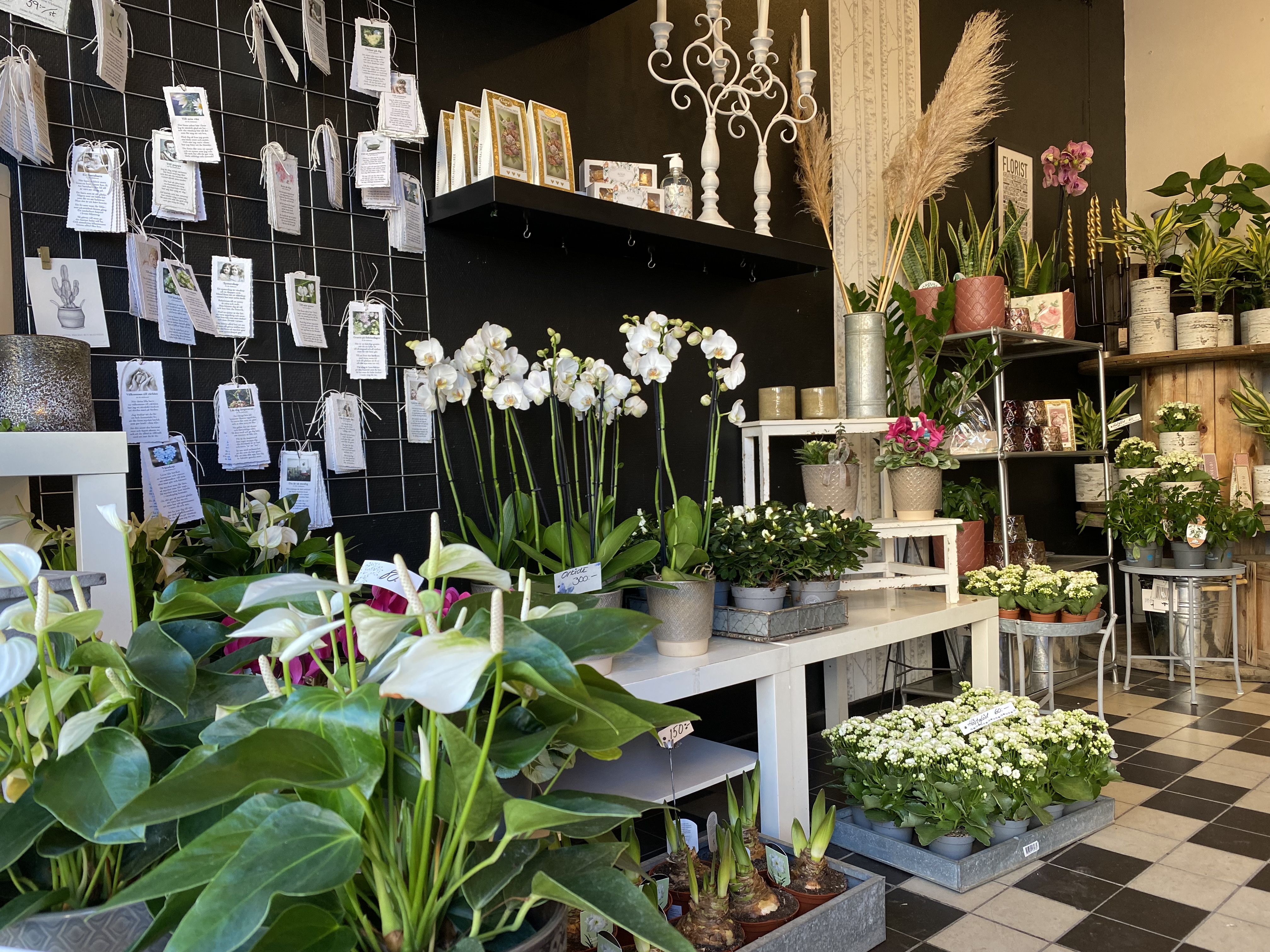 Från blomaffär med vita orkidéer och andra vita blommor framför en svartvägg. 