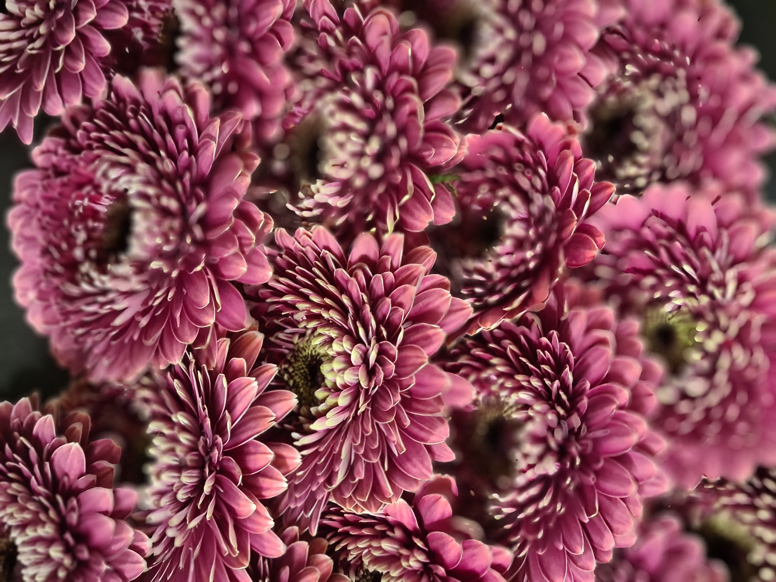 Torkade rosa blommor 