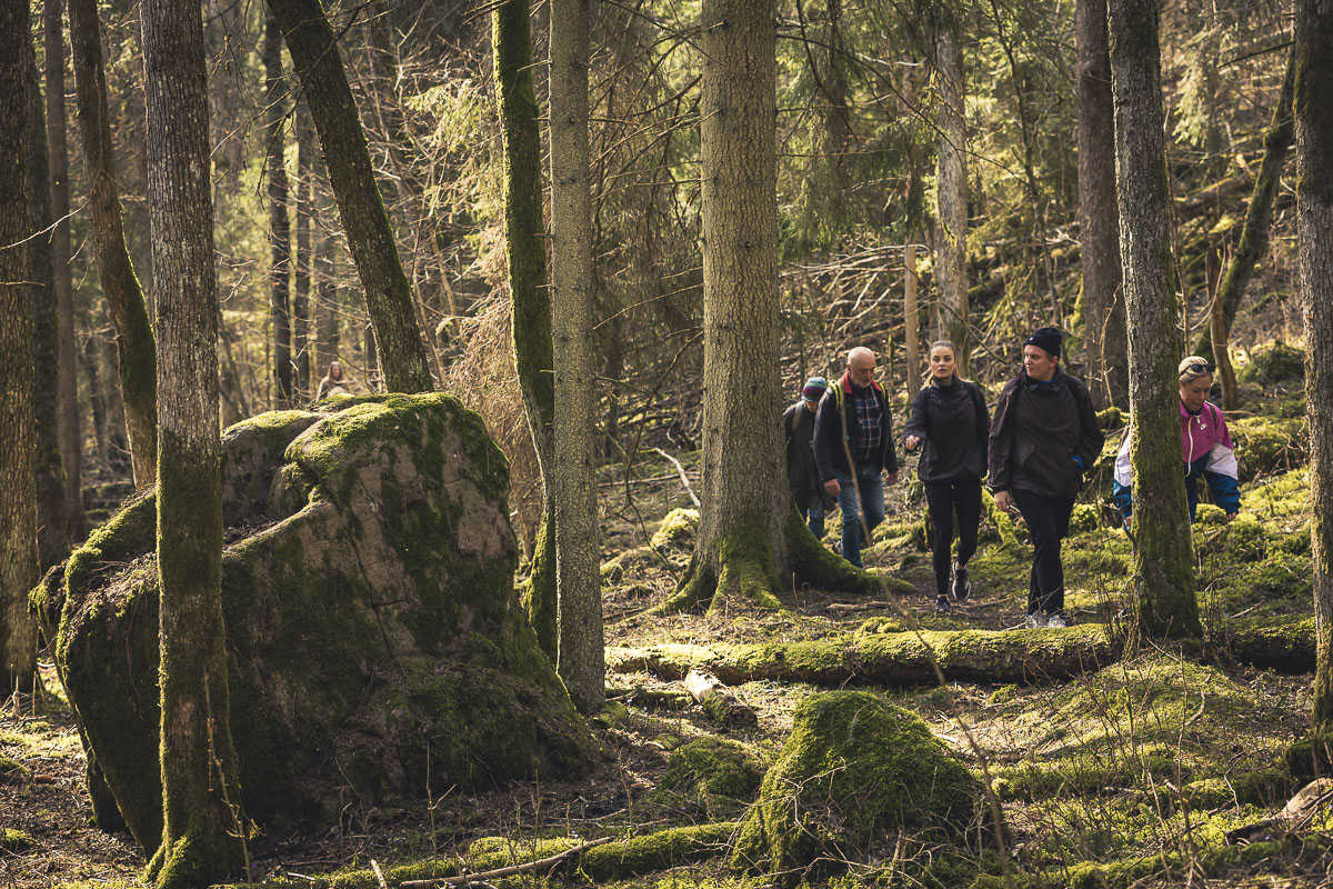 Människor som vandrar i skogen. 