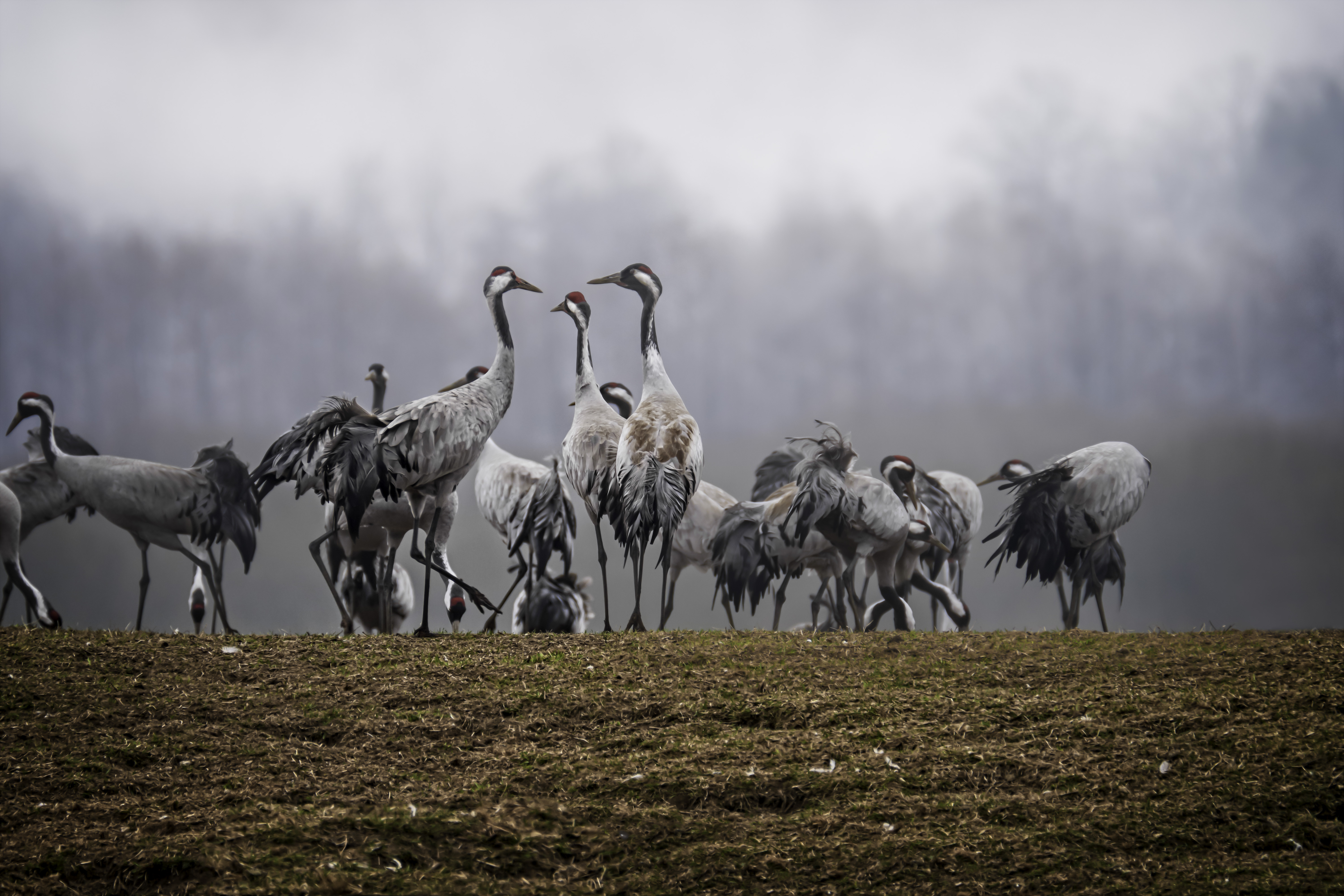 En flock med tranor står på marken. Himlen är molnig och grå.