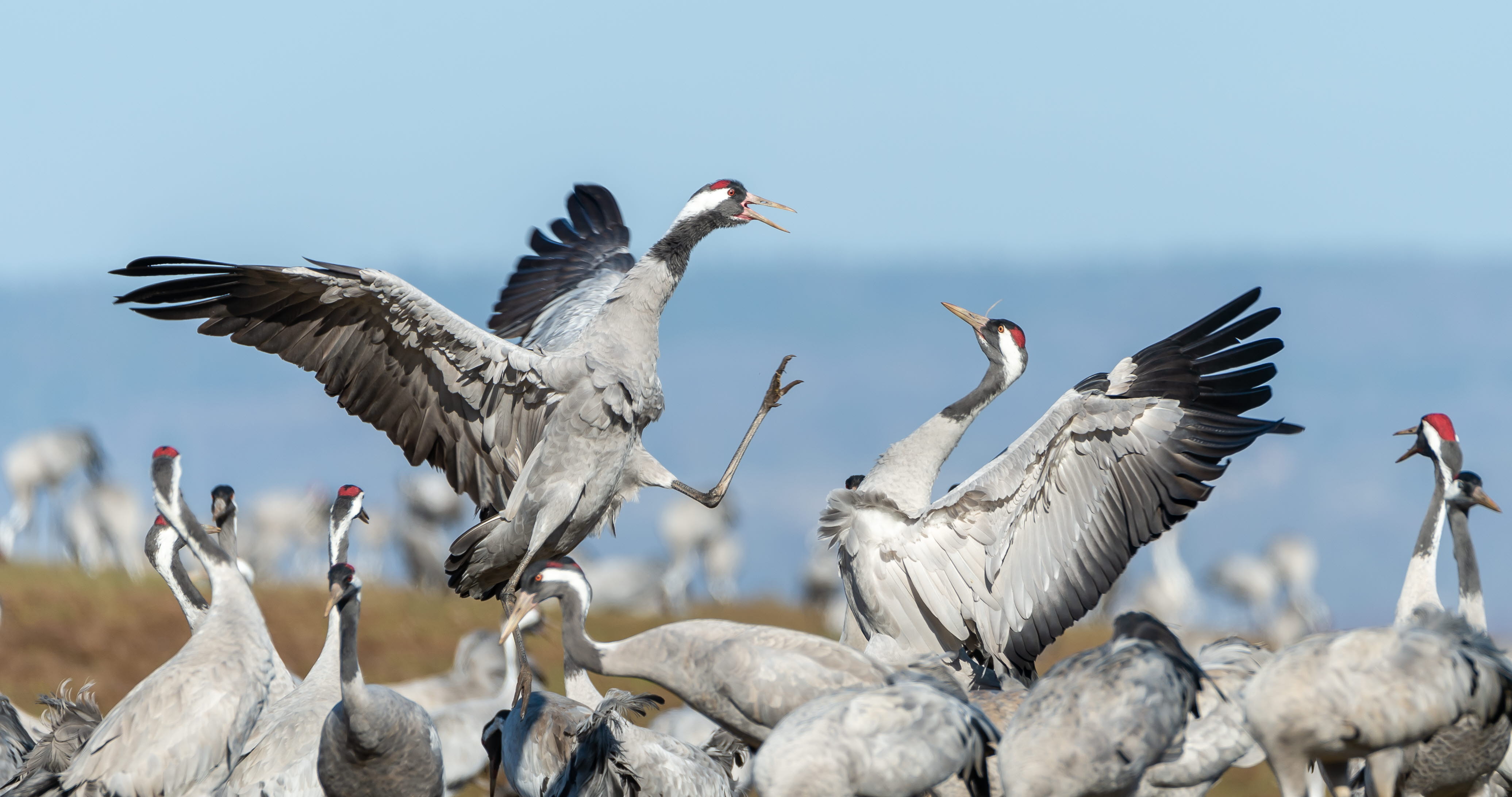 Tranor som dansar i en flock.