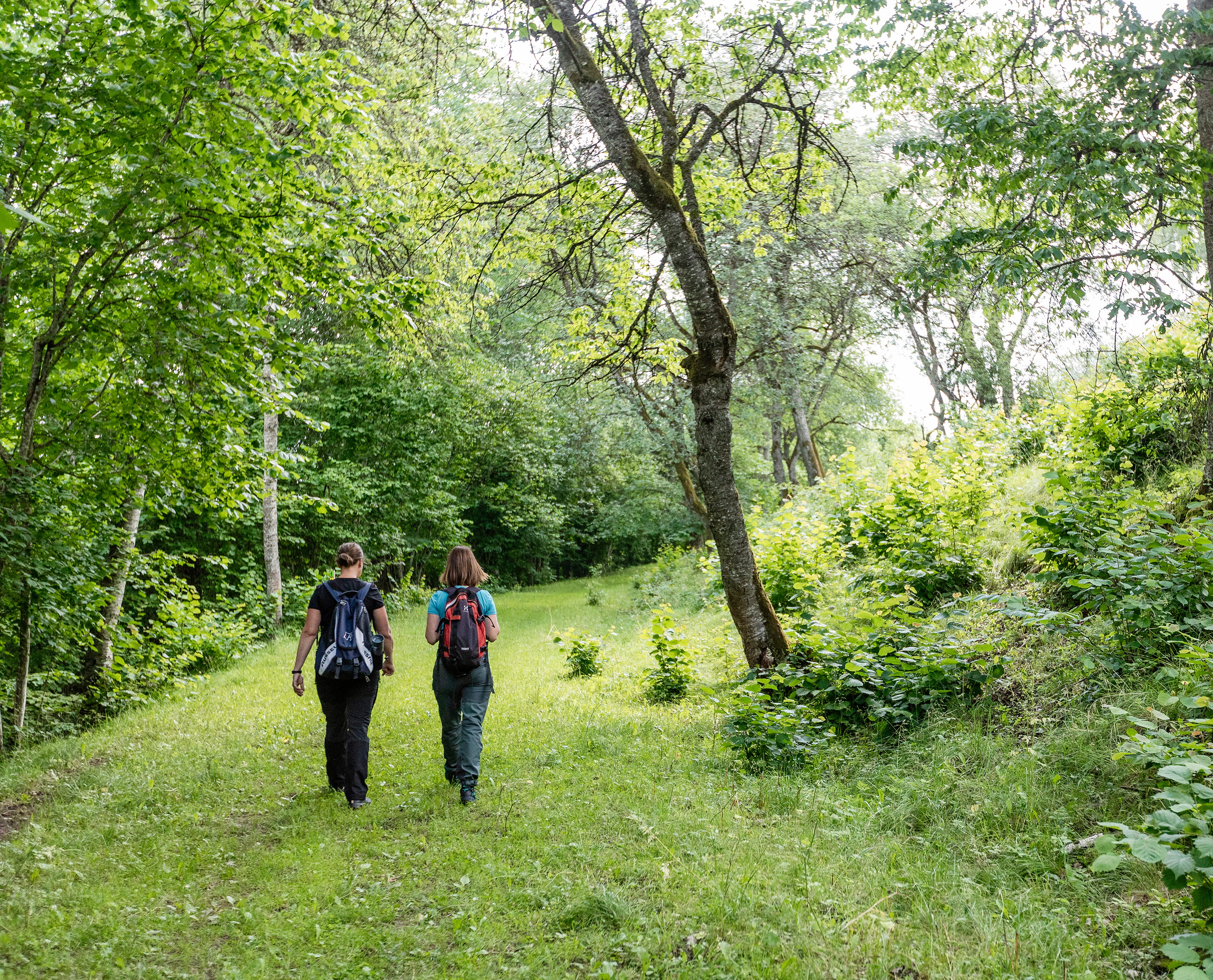 Två kvinnor med ryggen mot kameran vandrar i grön och lummig natur. 
