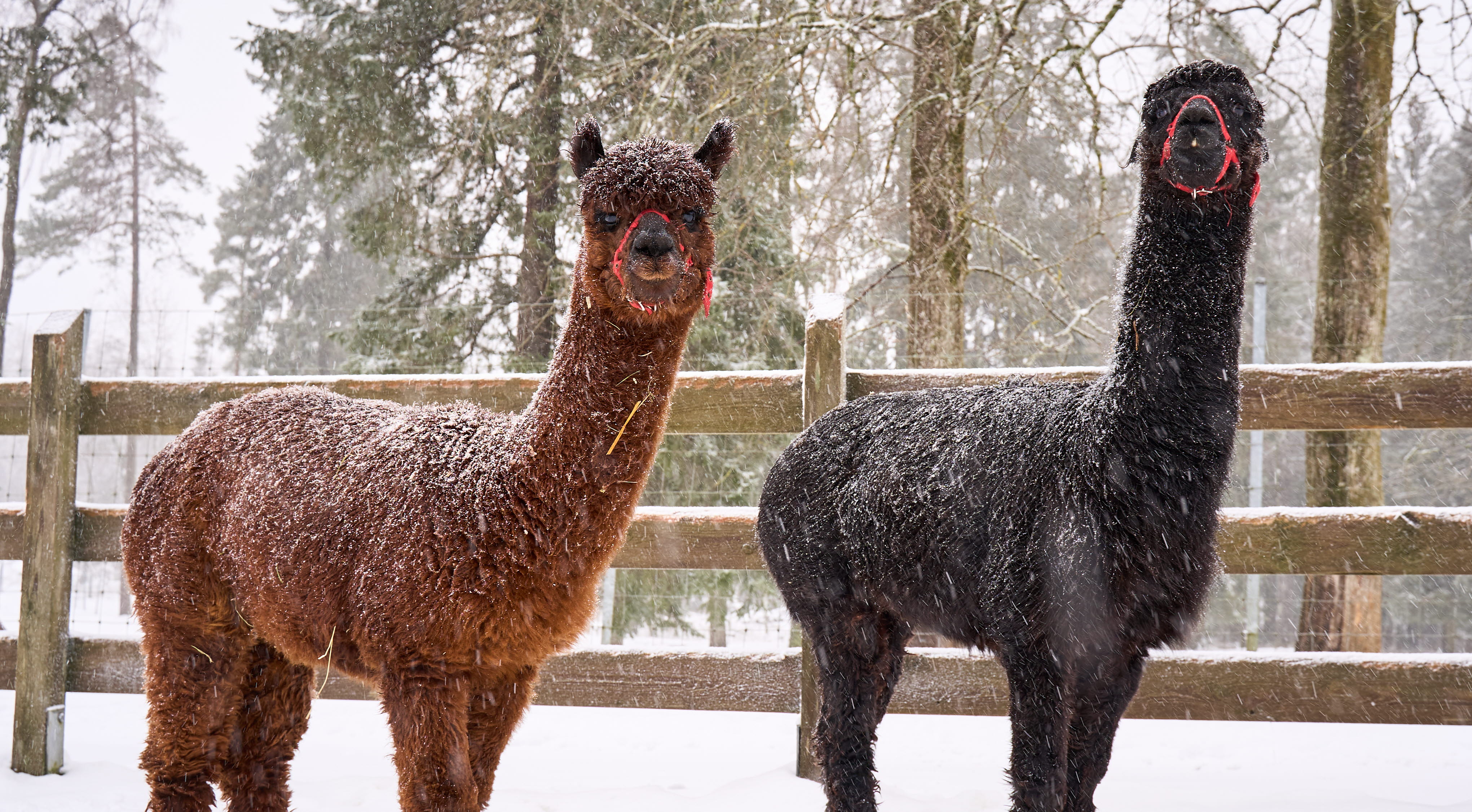 En brun och en svart alpacka står i ett snöigt landskap.