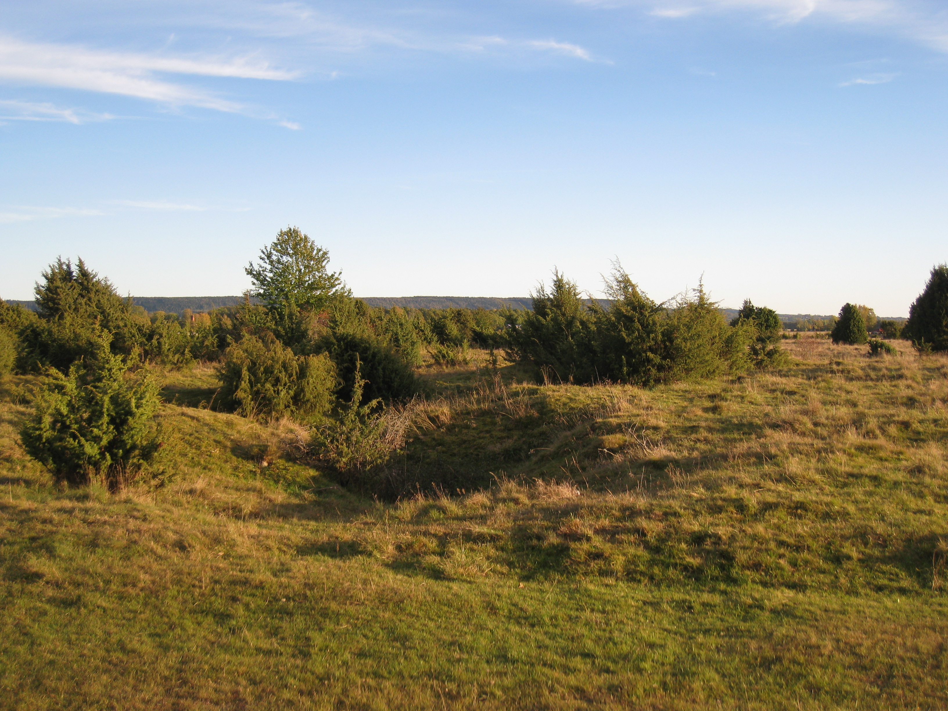 En hed med grönt gräs och buskar.