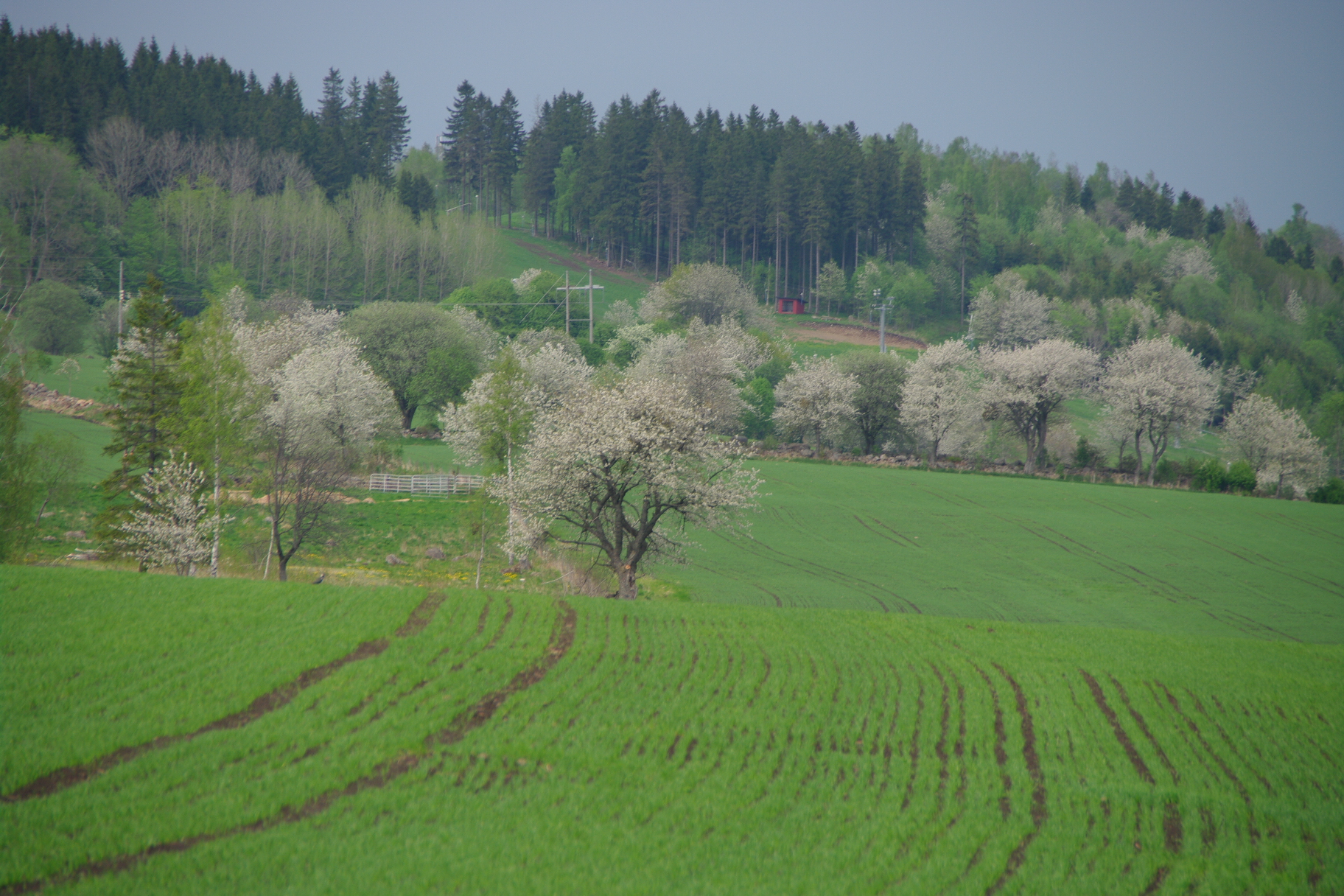 Ett grönt gärde och ett berg i bakgrunden och träd.