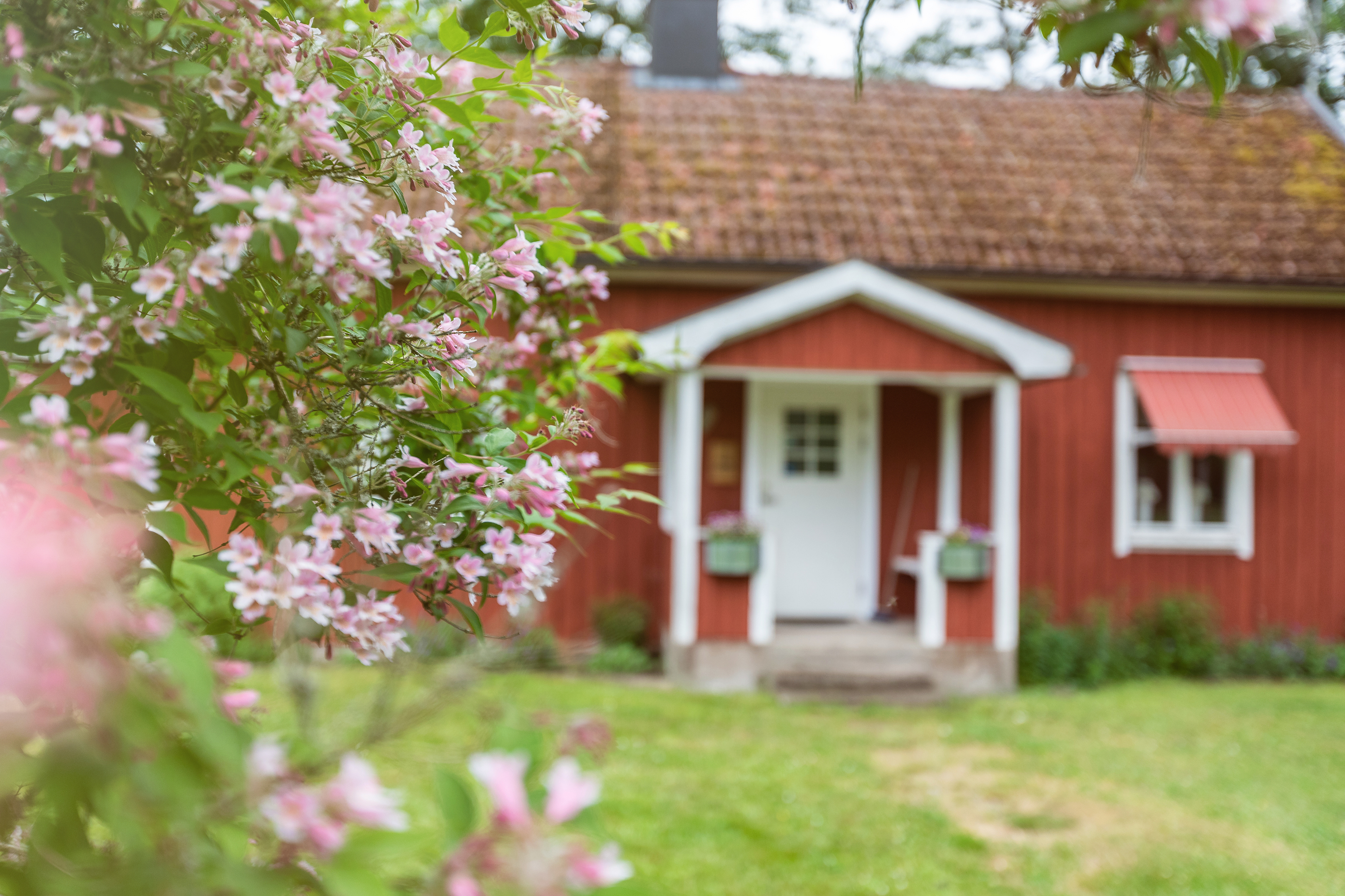 Röd stuga med ett blommande träd framför.