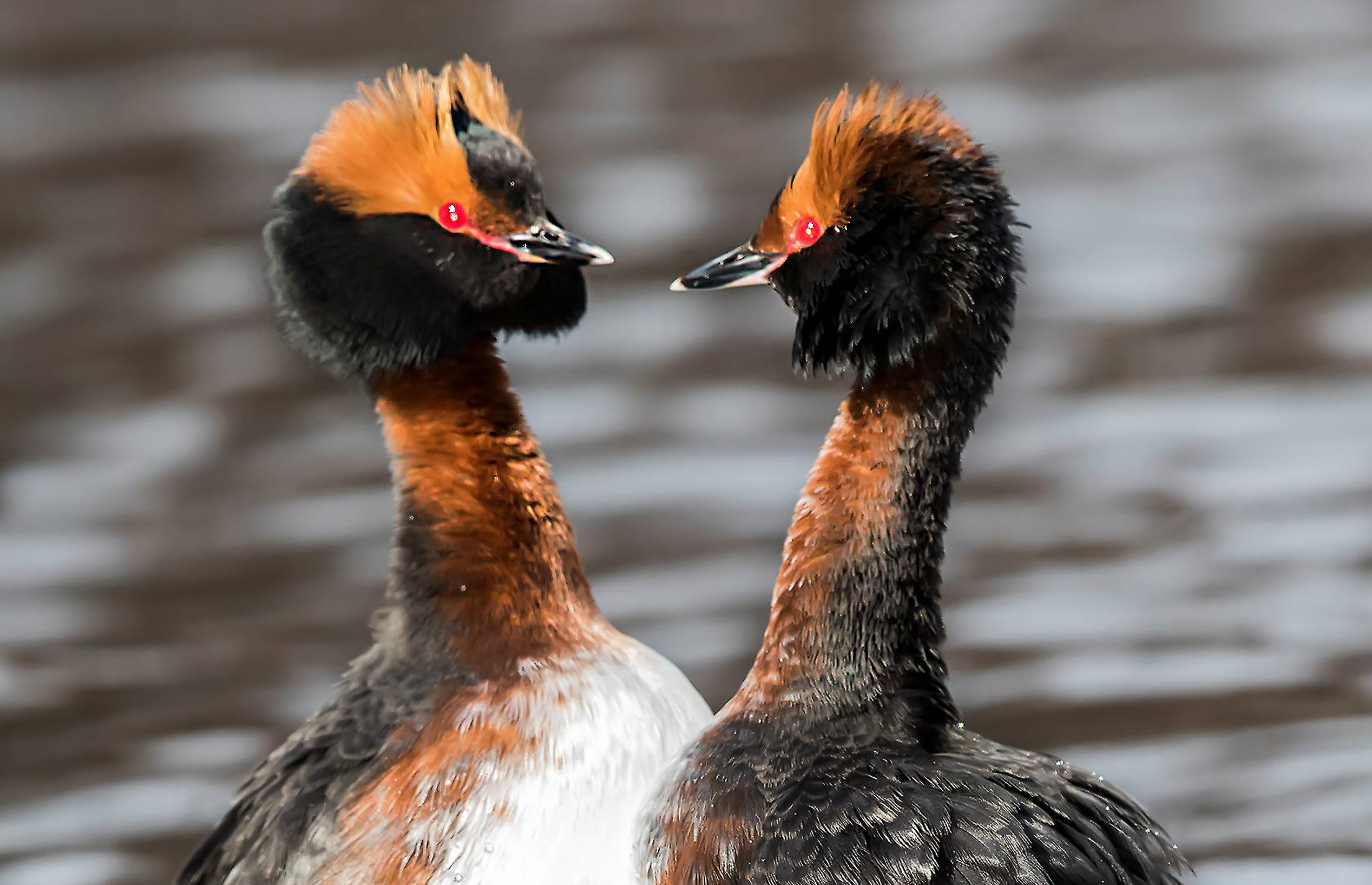 Two black hooks facing each other in the water.