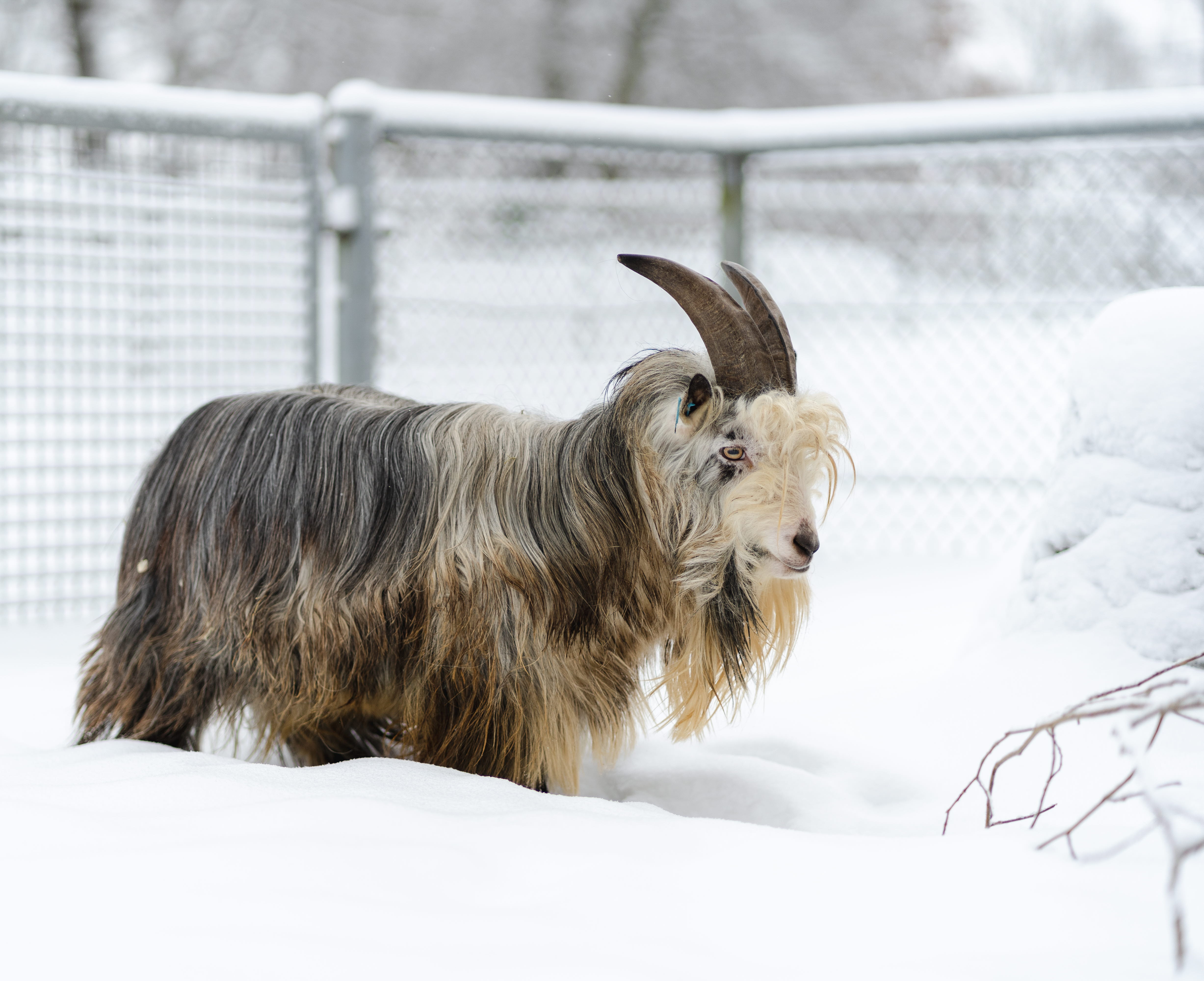 Bergsget som går i snö.