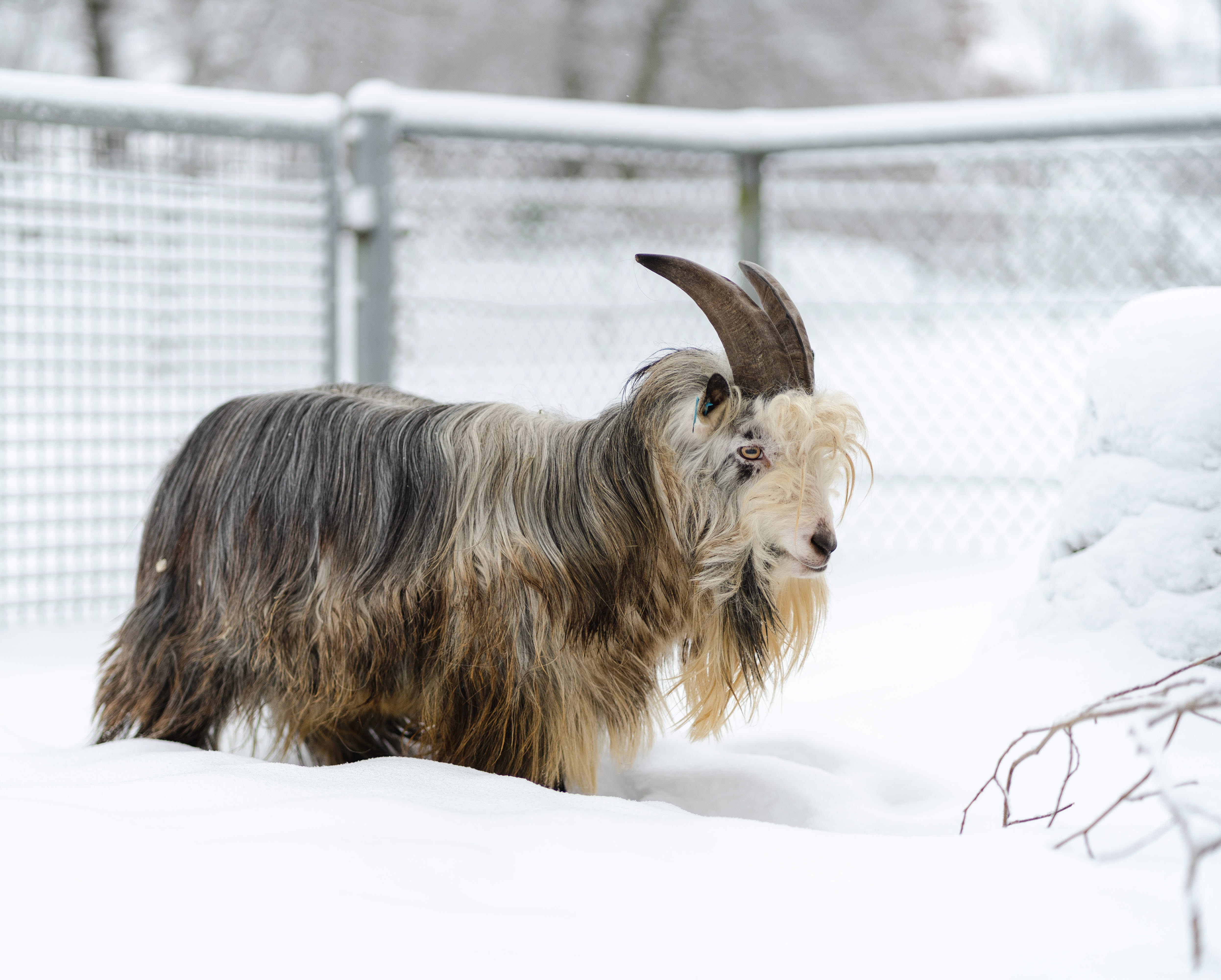 Mountain goat walking in snow.
