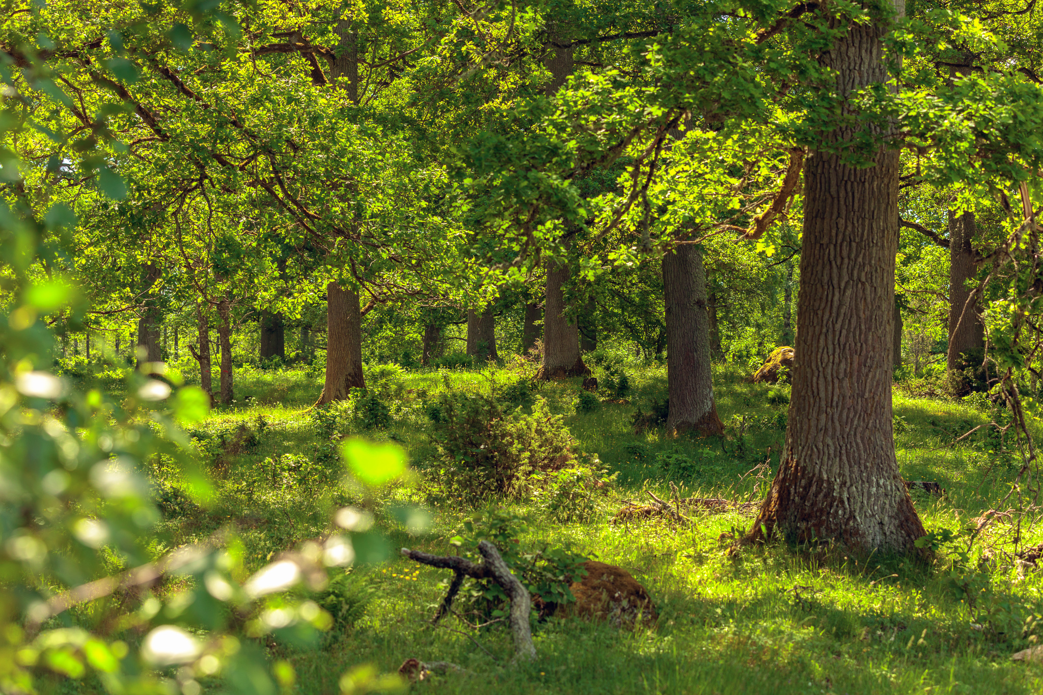 Naturbild med Ekar och grönt gräs.