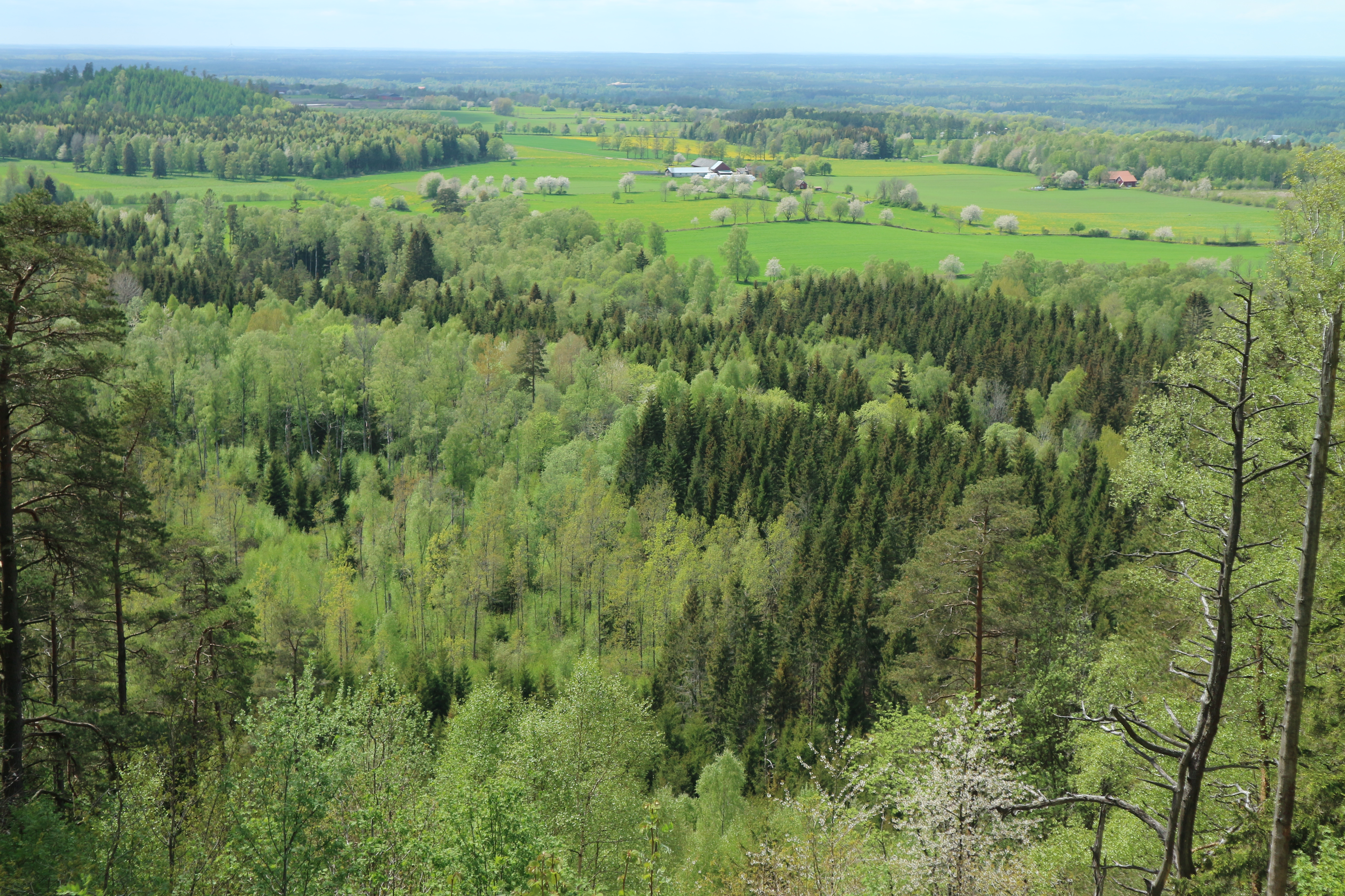 Utsikt över skog och landskap.
