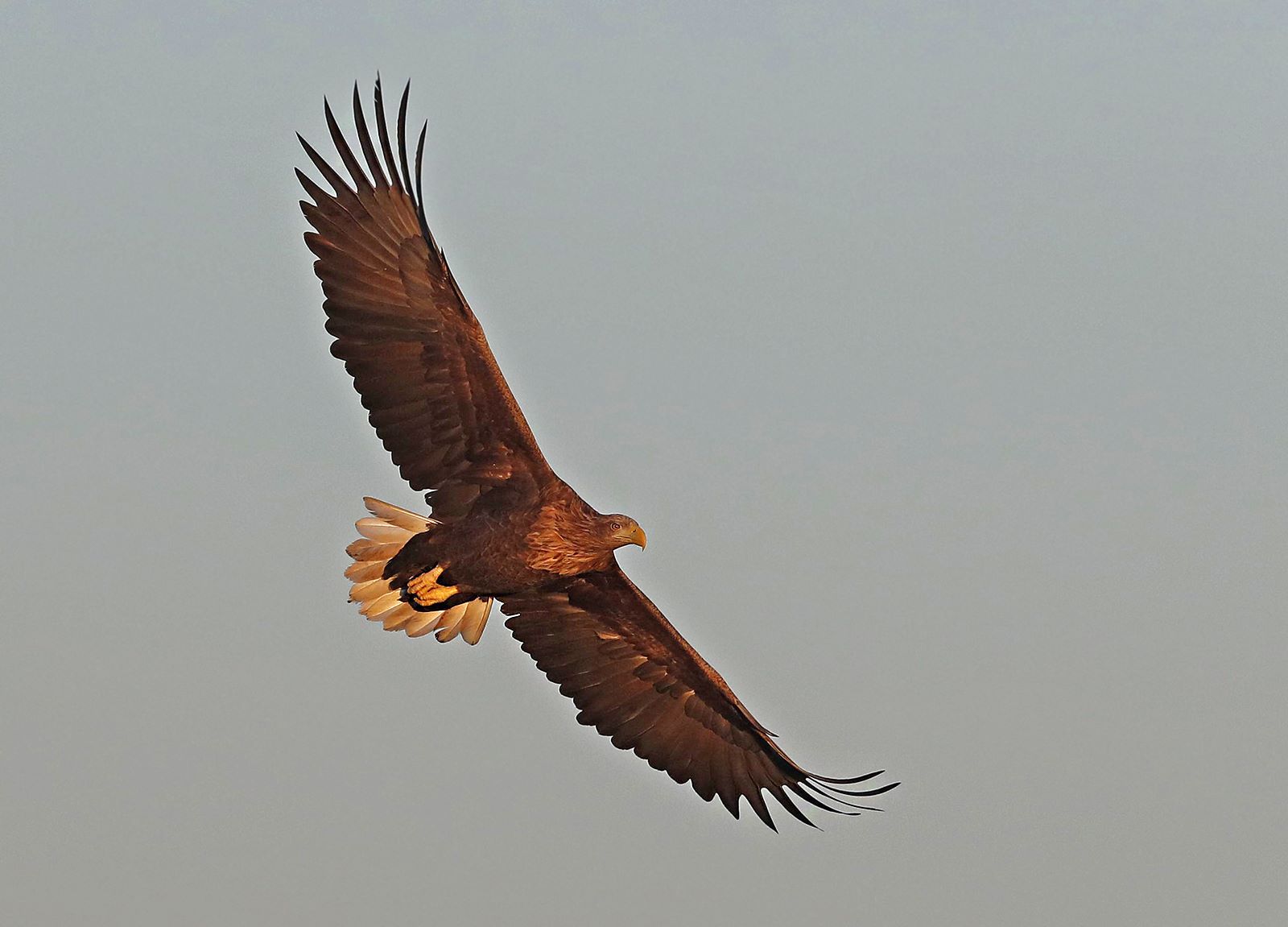 Eagel in tjhe air.