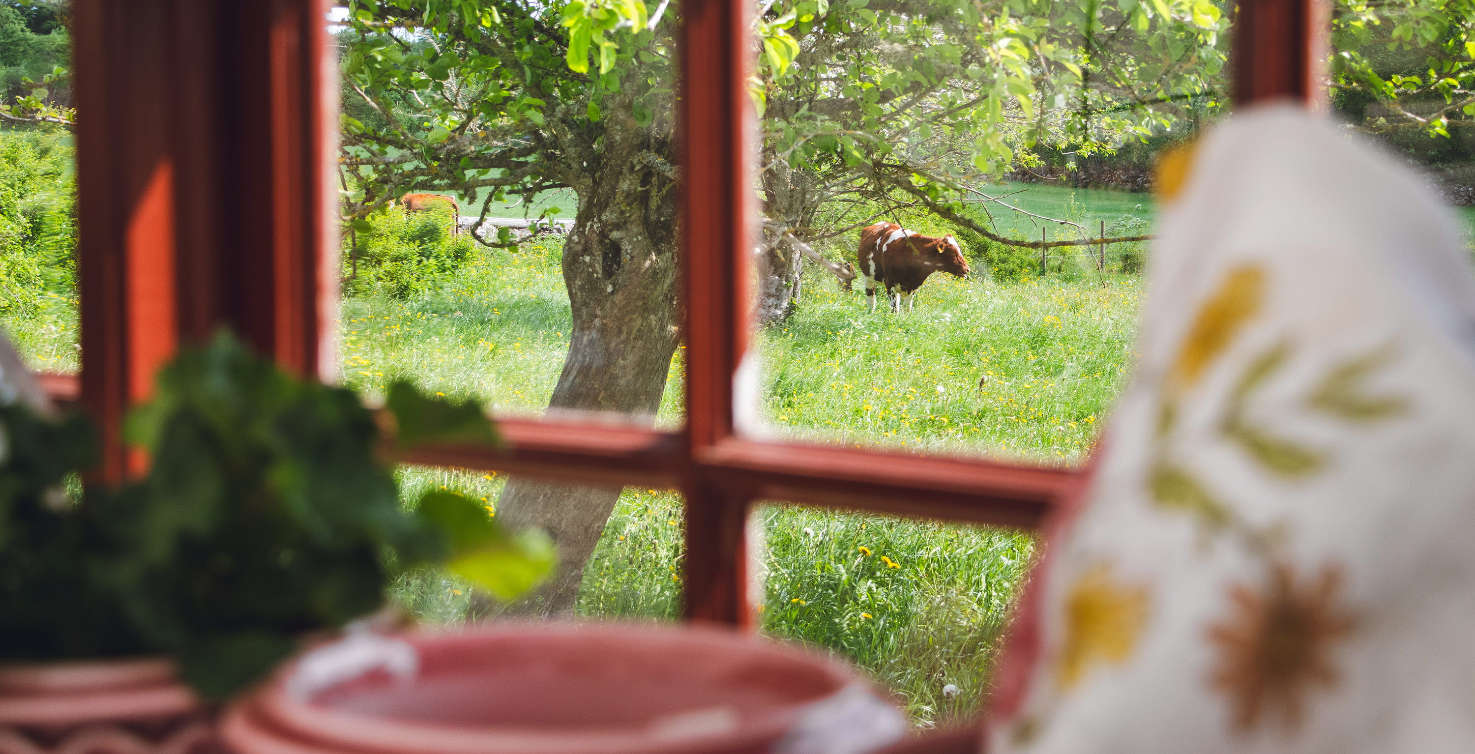 Utsikt från ett rött fönster. Utanför står en ko och betar. i fönstret ser man krukor och en kudde.