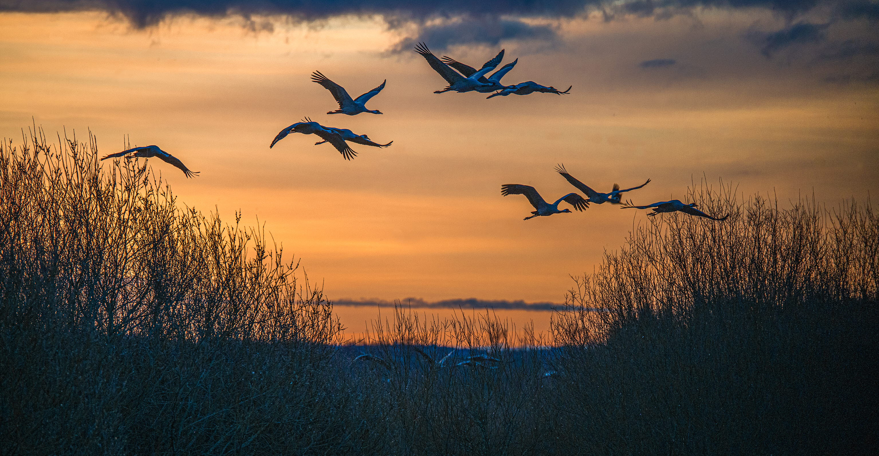 Cranes flying in orange sunset.