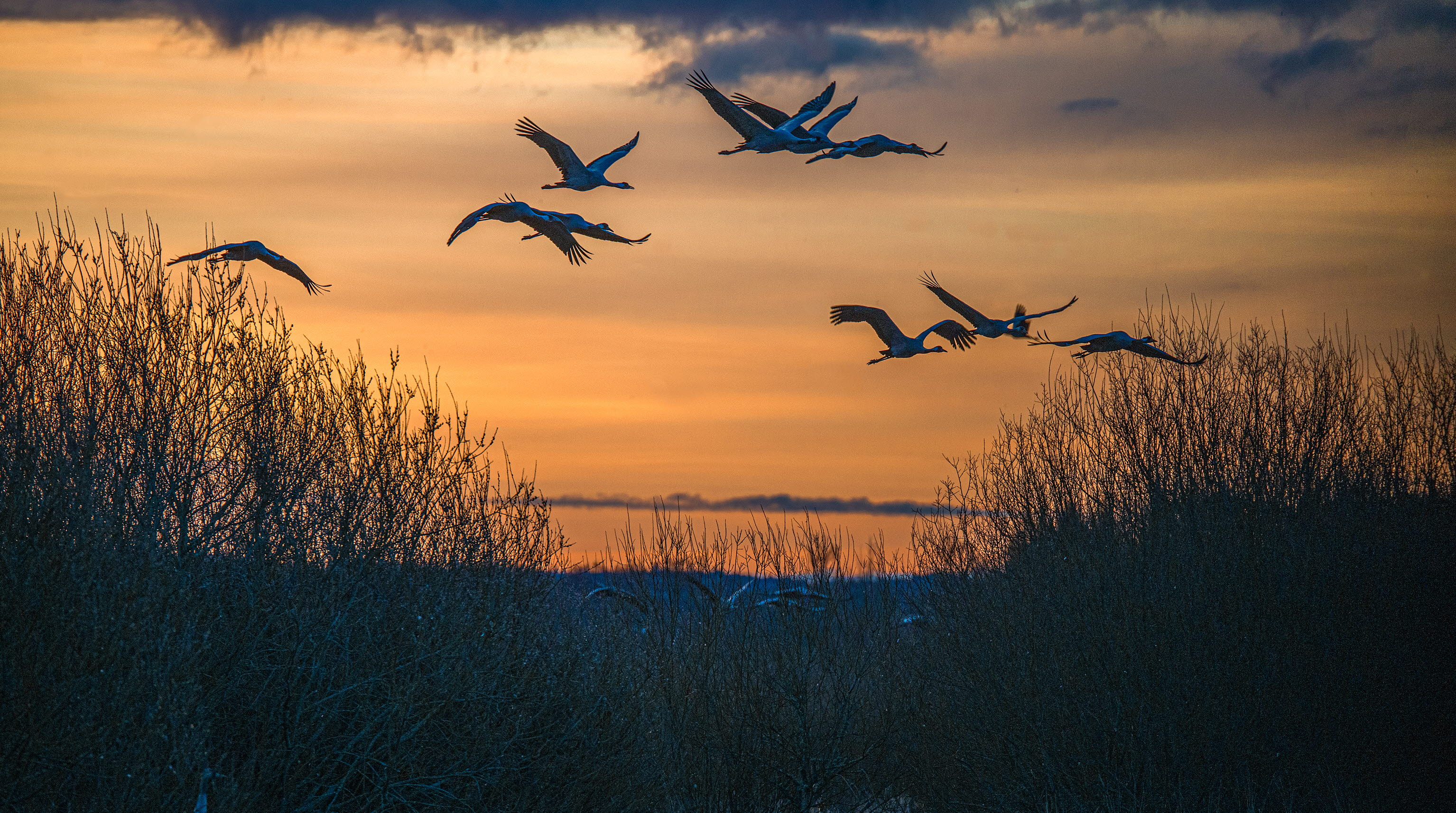 Cranes flying in orange sunset.