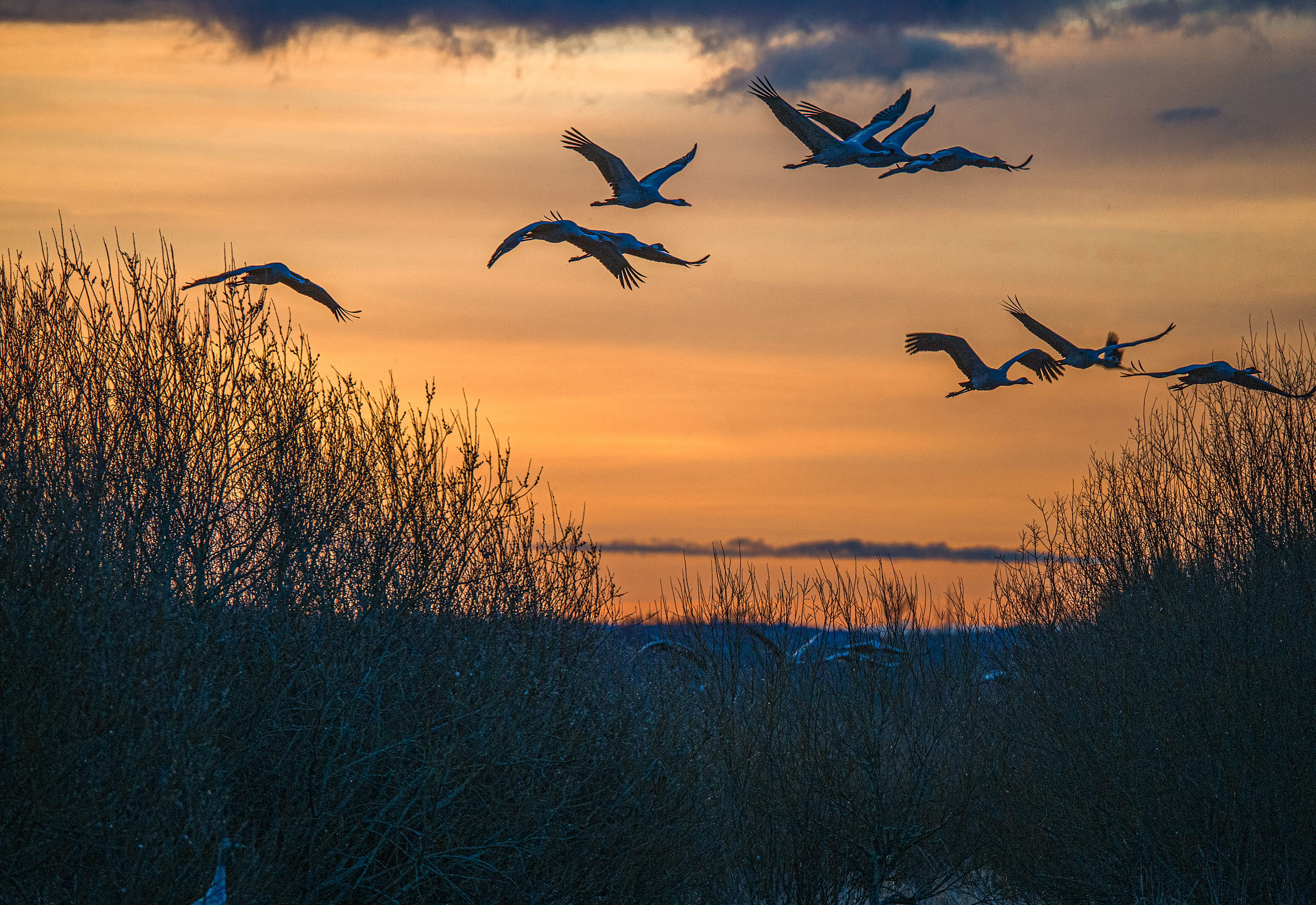 Tranor som flyger i orange solnedgång.