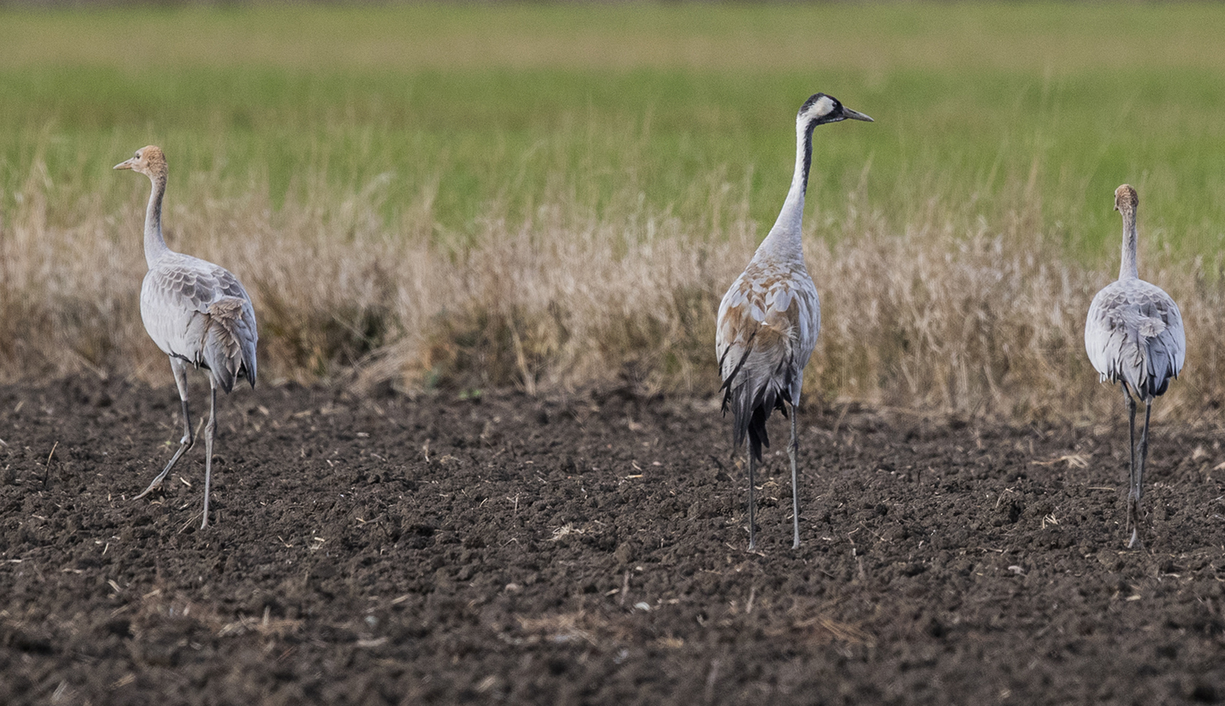 Tre tranor som går på en åker.