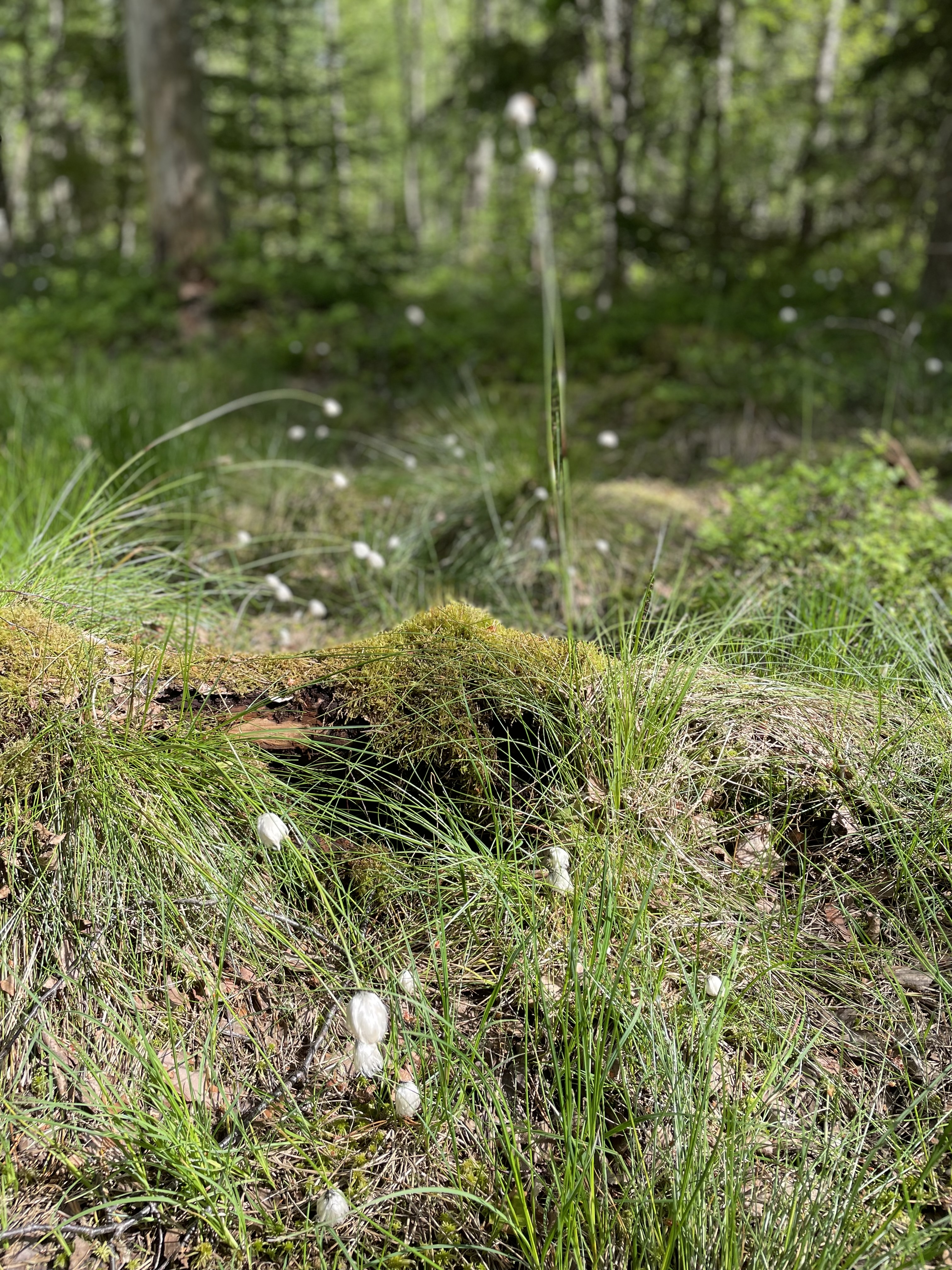 Gräs med vita vippor i toppen.