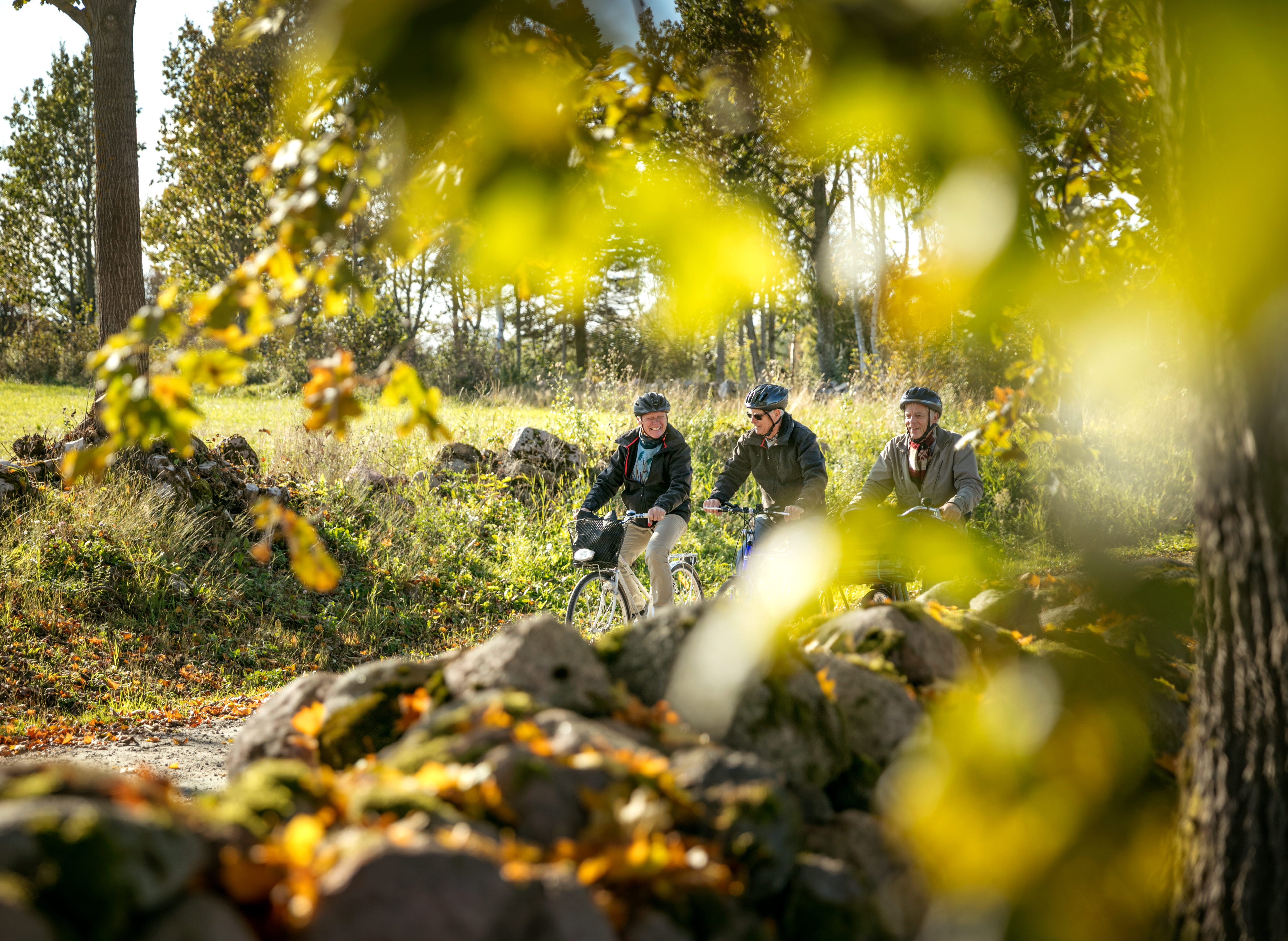 Tre män som cyklar, löv från ett träd i förgrunden.