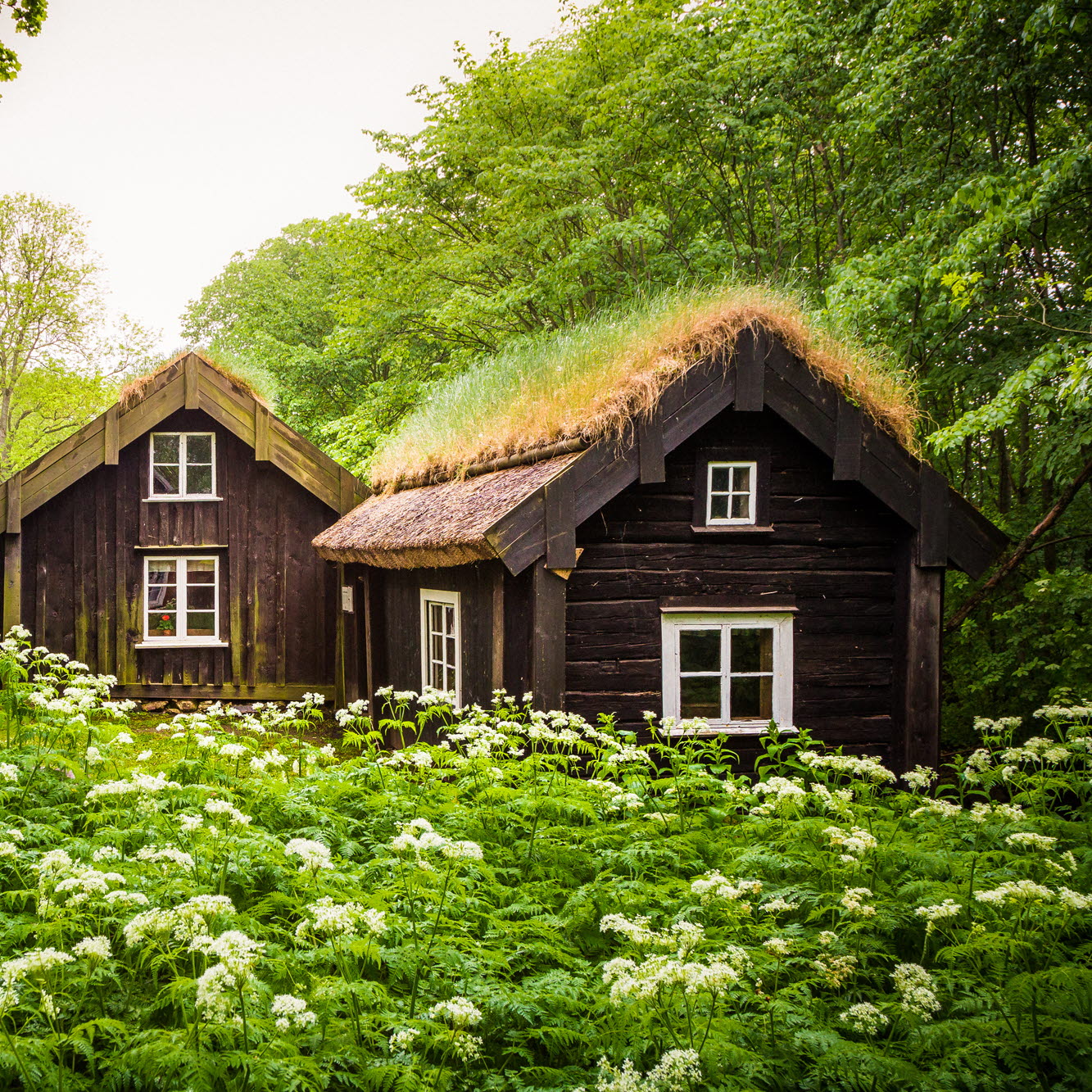 Åsle Tå, backstugor i brunt med gräs på taket. Lummig och grön natur runt omkring.