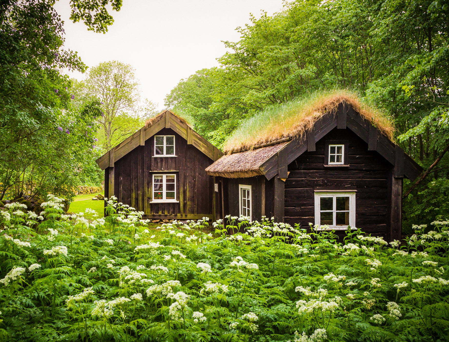 Åsle Tå, backstugor i brunt med gräs på taket. Lummig och grön natur runt omkring.