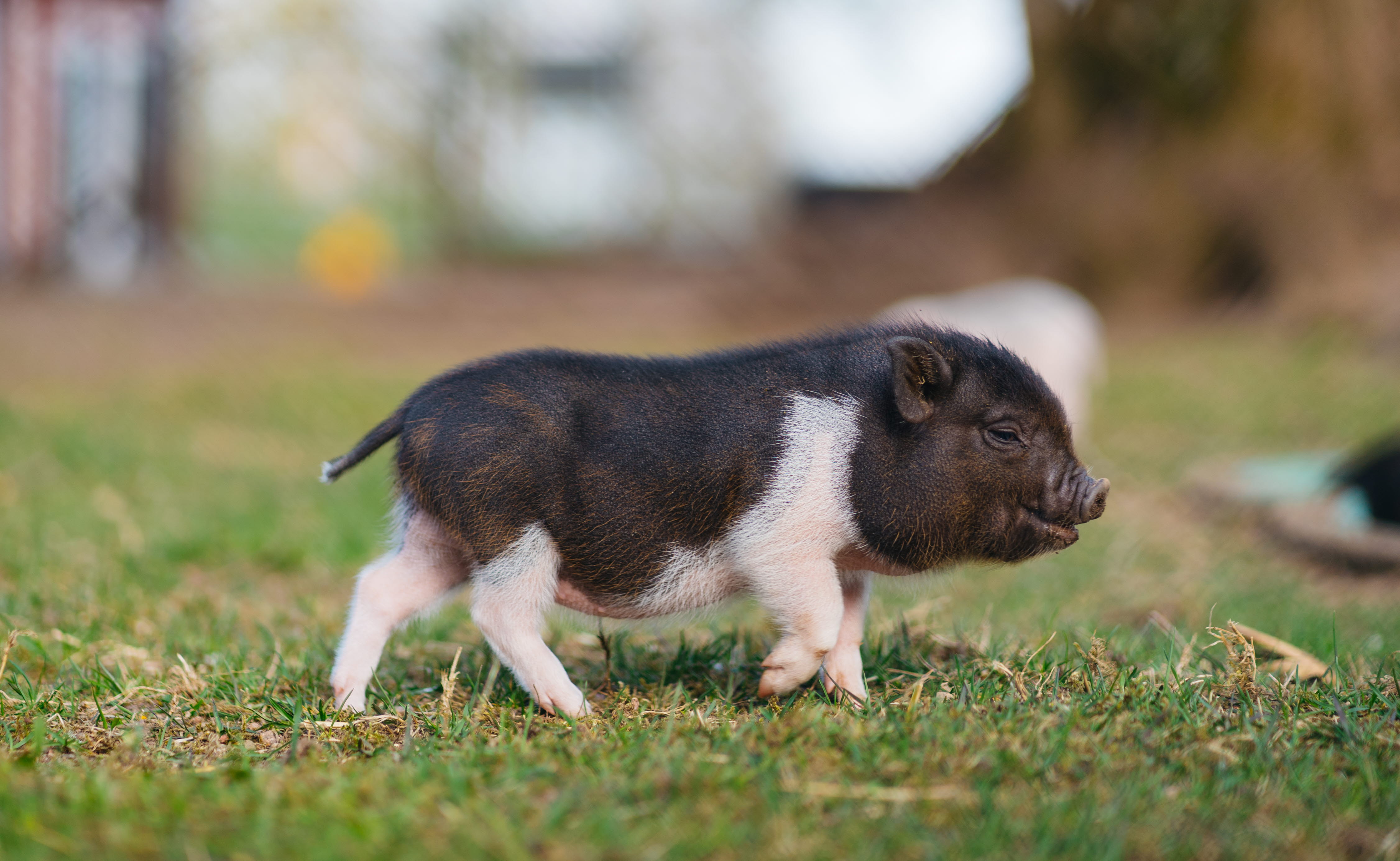 A mini pig walking on the grass. It is black and white.