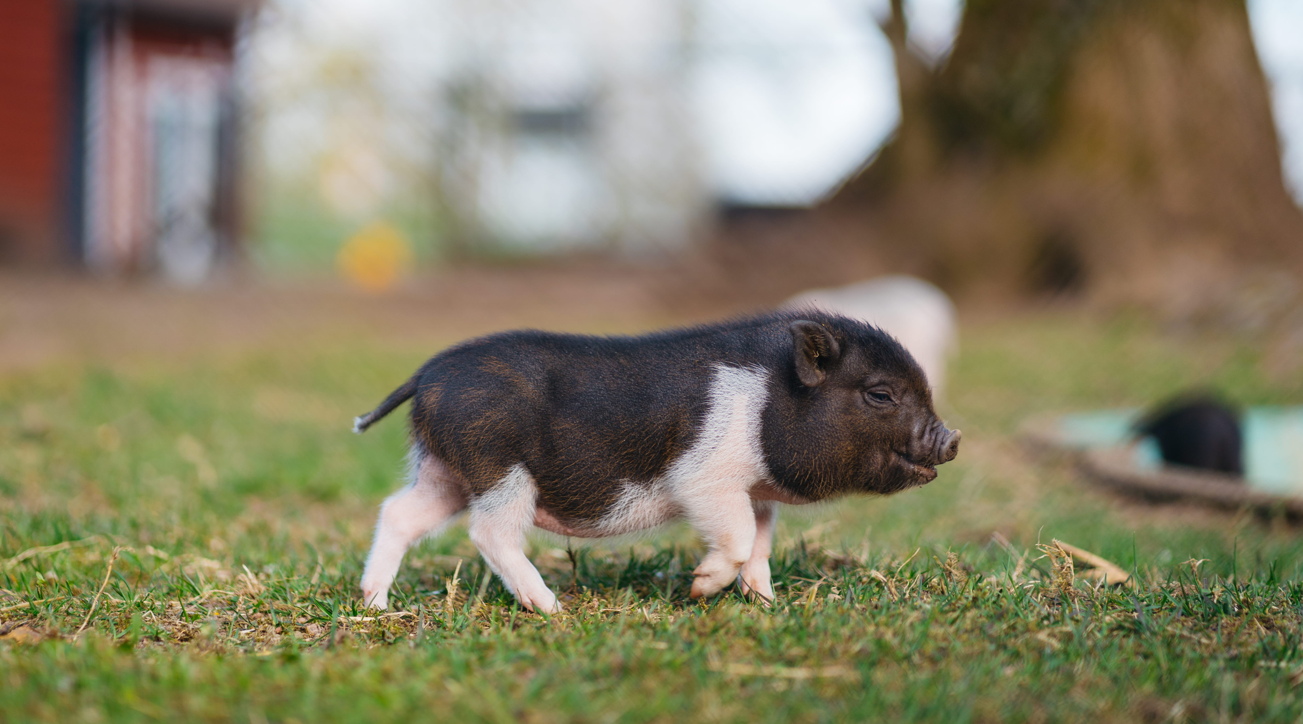En minigris som går på gräset. Den är svart och vit.