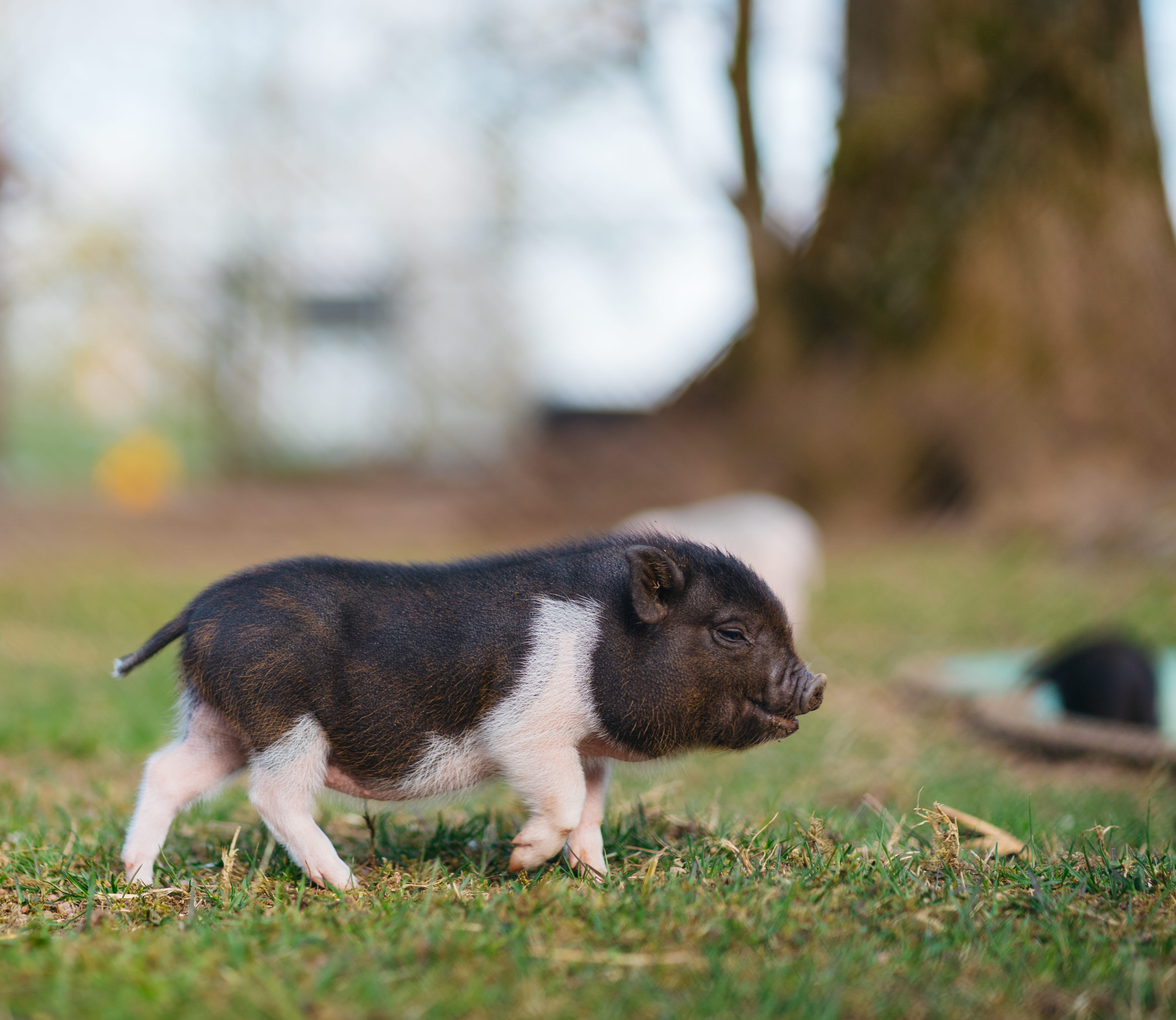 En minigris som går på gräset. Den är svart och vit.